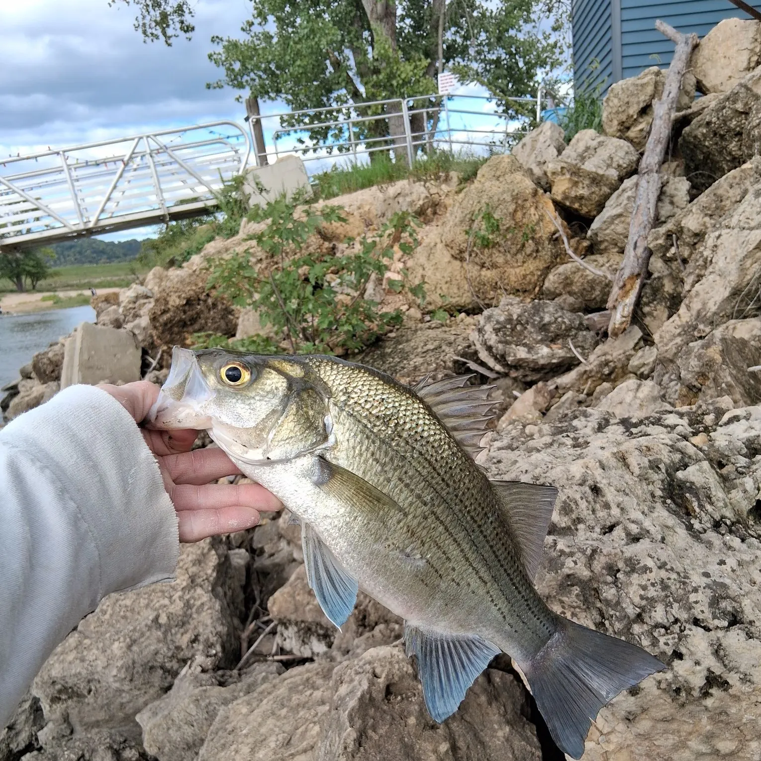 The most recent White bass catches on Fishbrain
