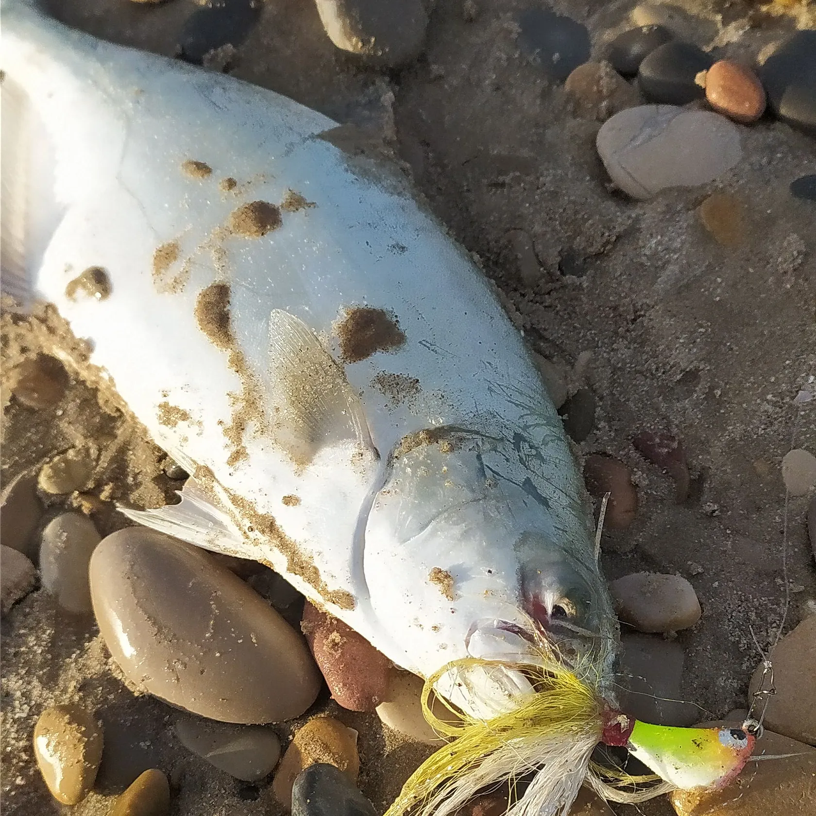 The most recent Leerfish catches on Fishbrain