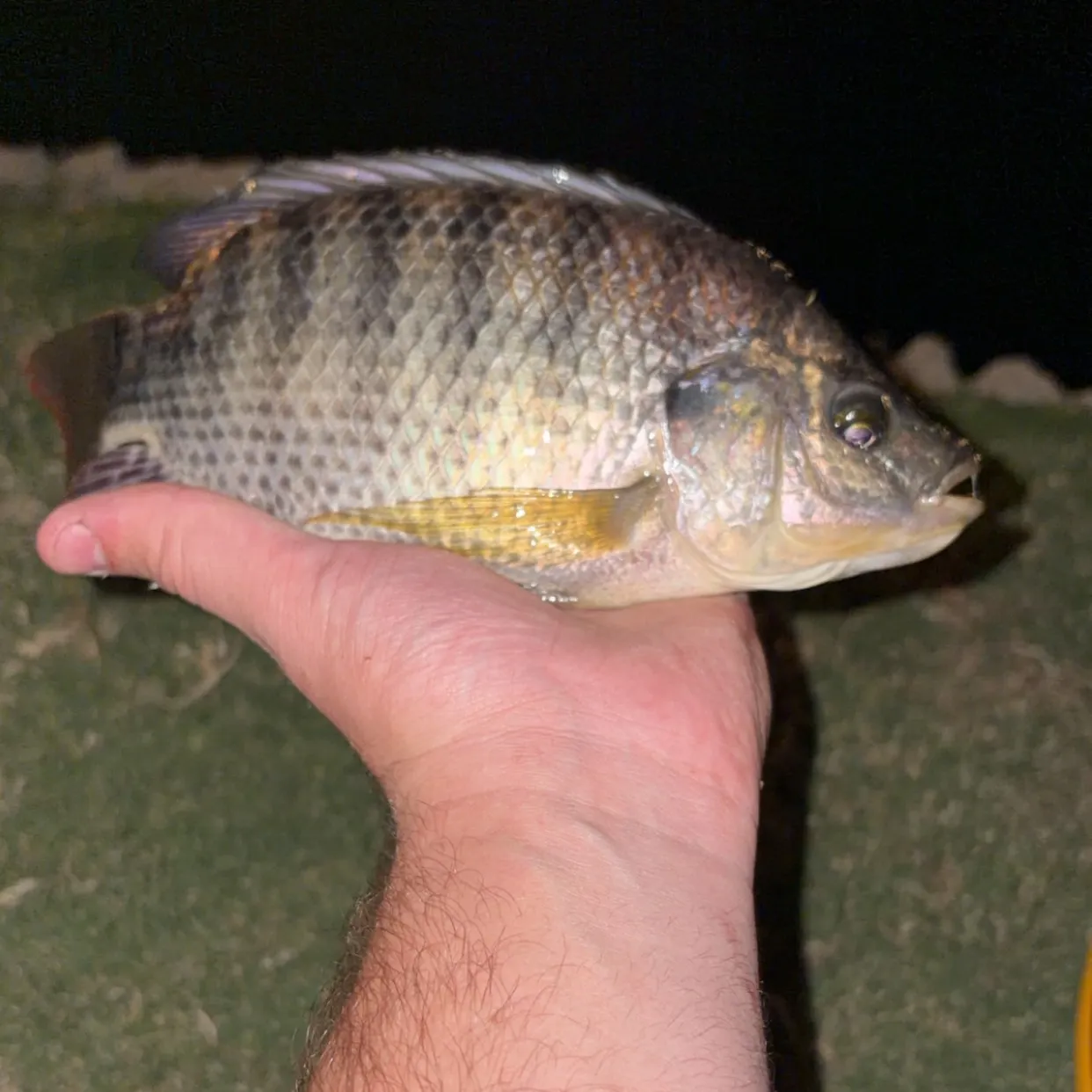 Nile tilapia caught on Fishbrain