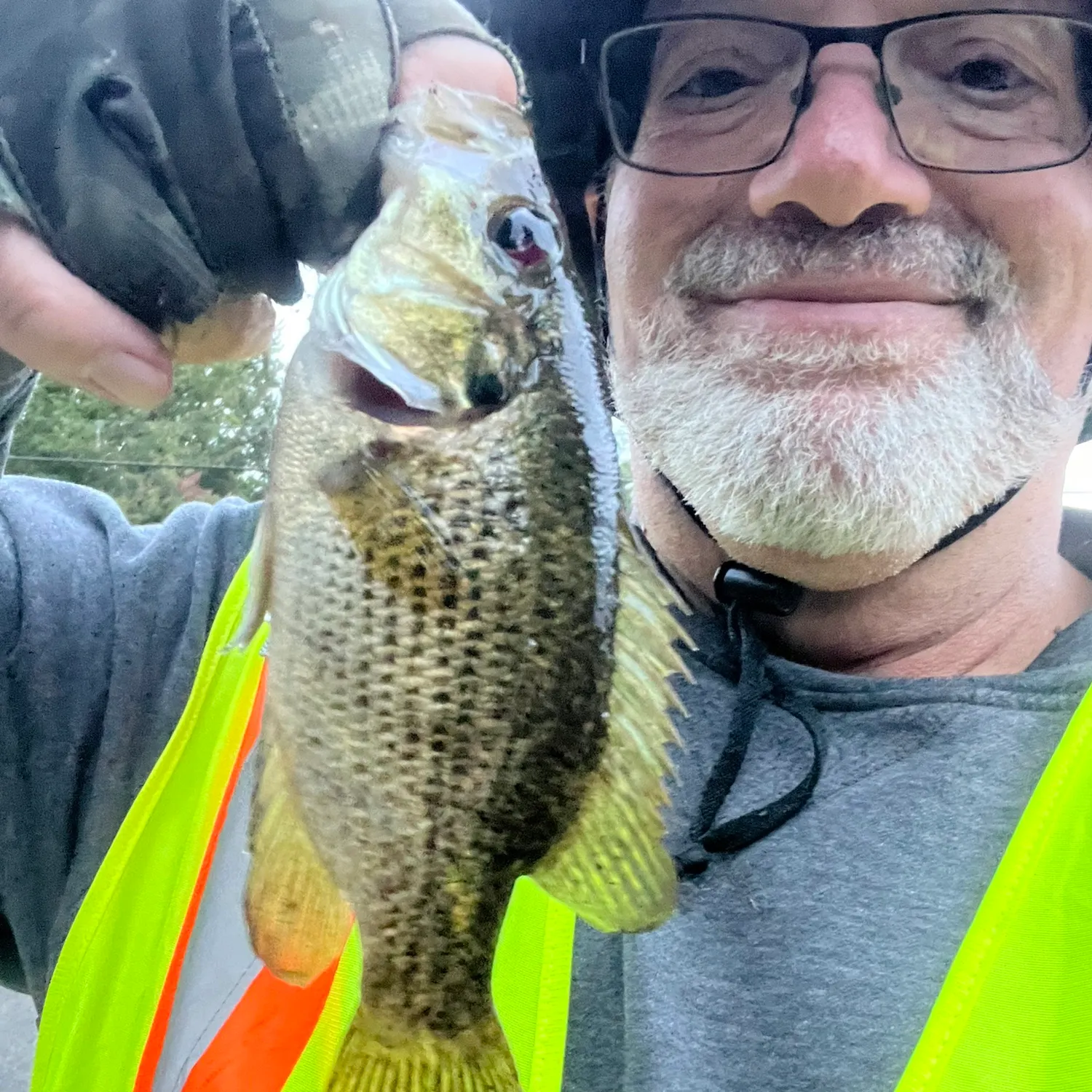 Rock bass caught on Fishbrain