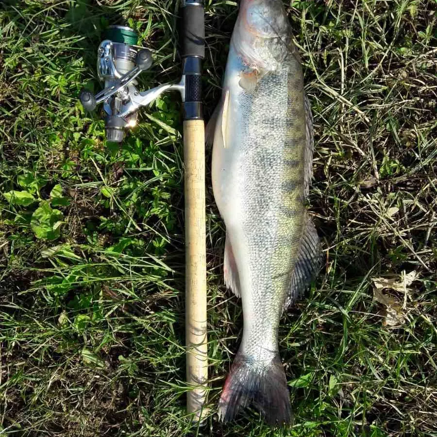 Zander caught on Fishbrain