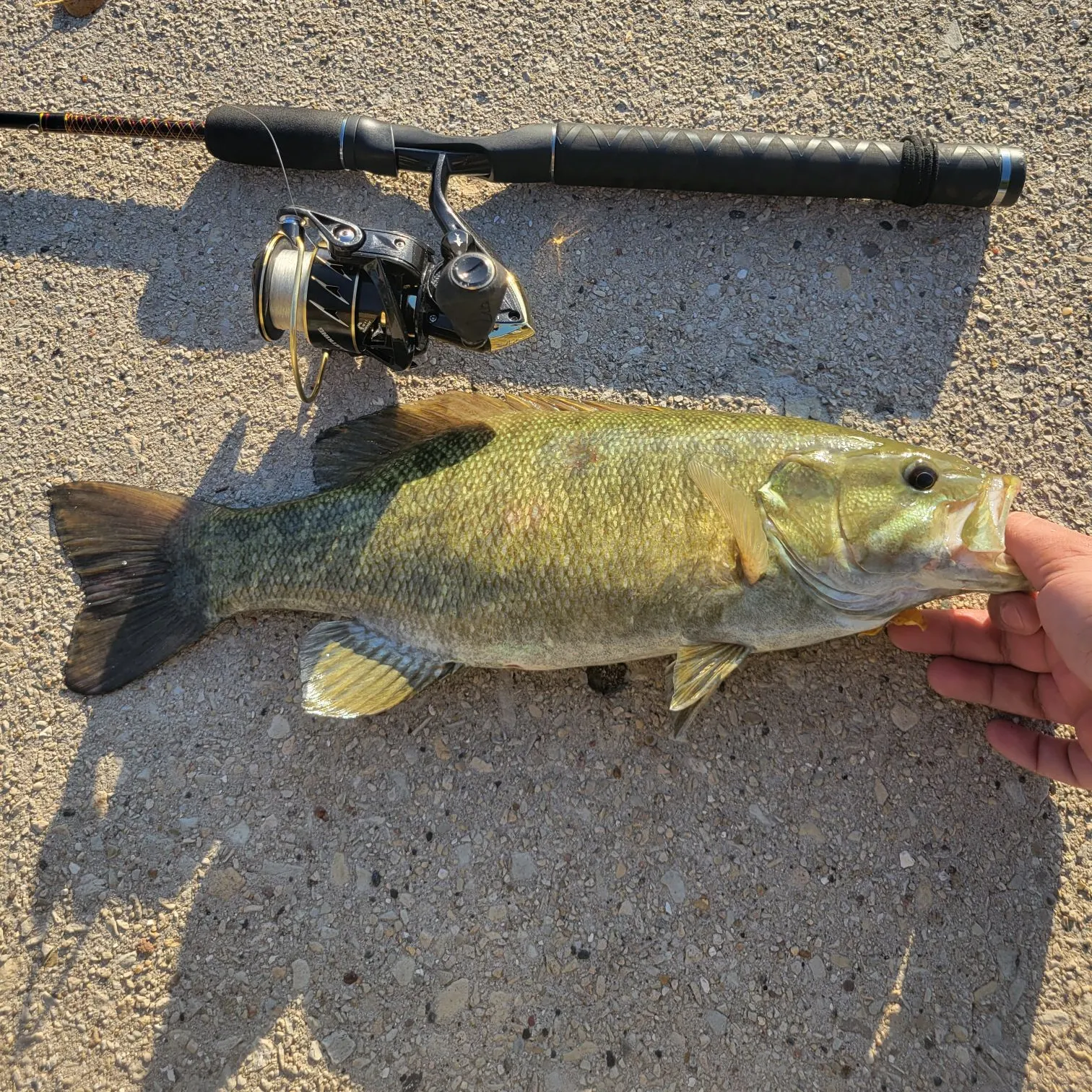 Smallmouth bass caught on Fishbrain