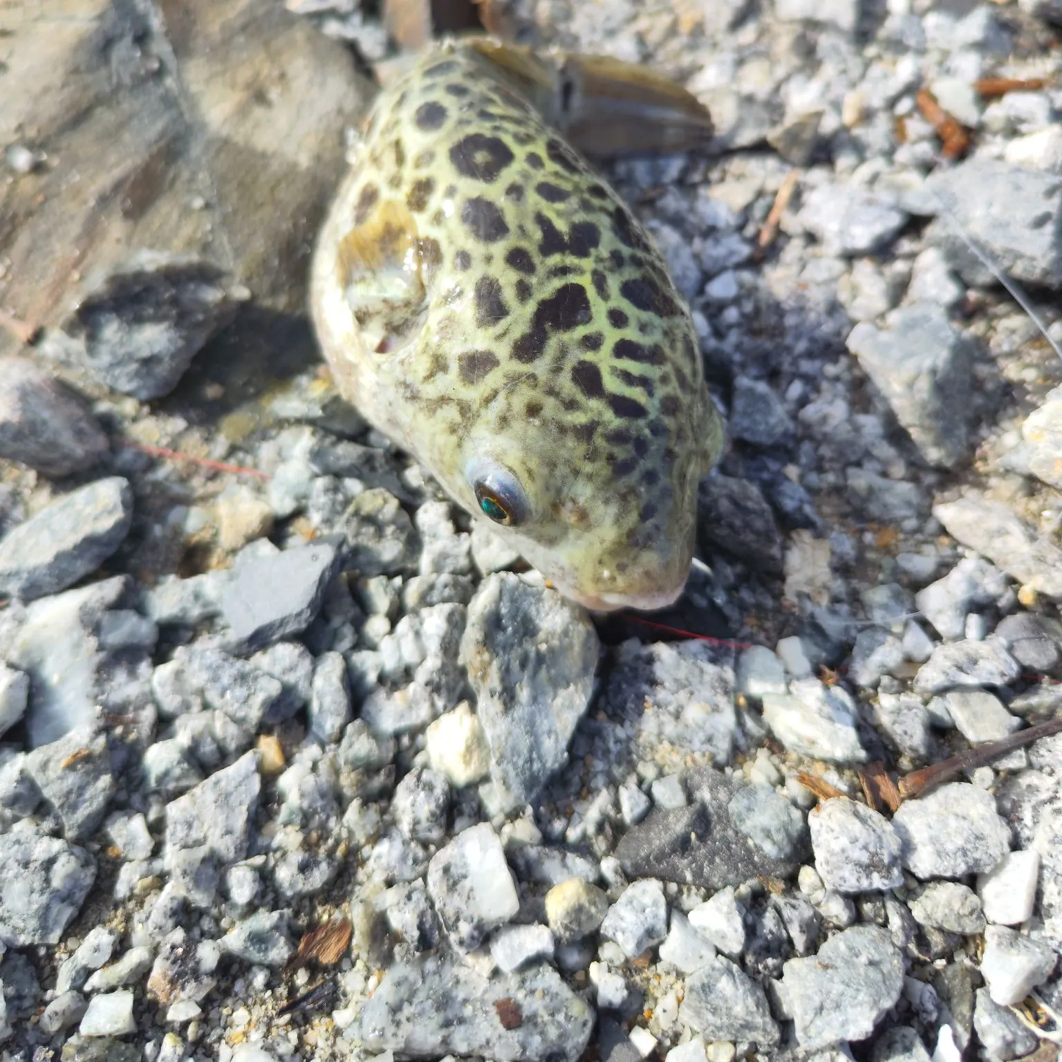 The most recent Spotted green pufferfish catches on Fishbrain