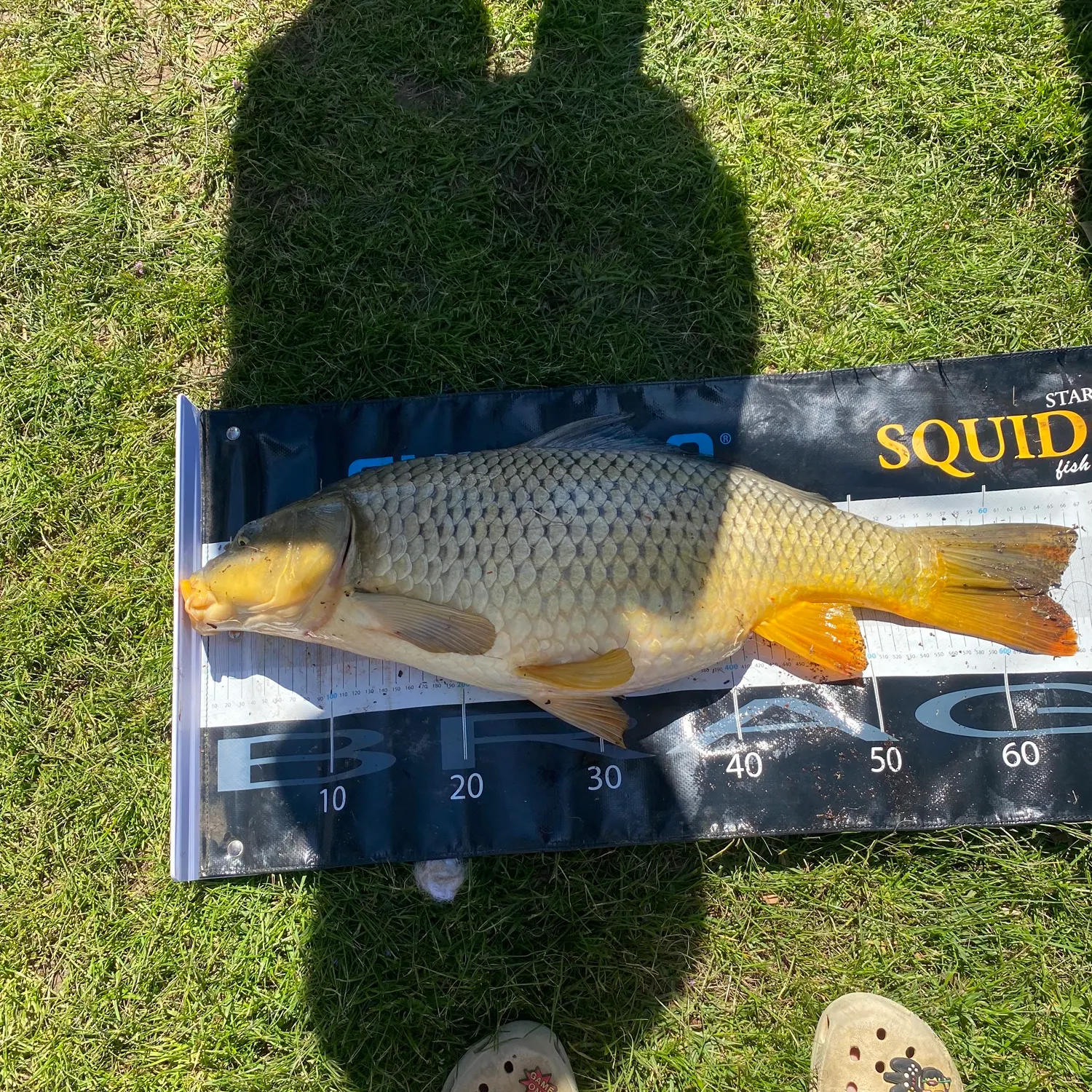 Common carp caught on Fishbrain