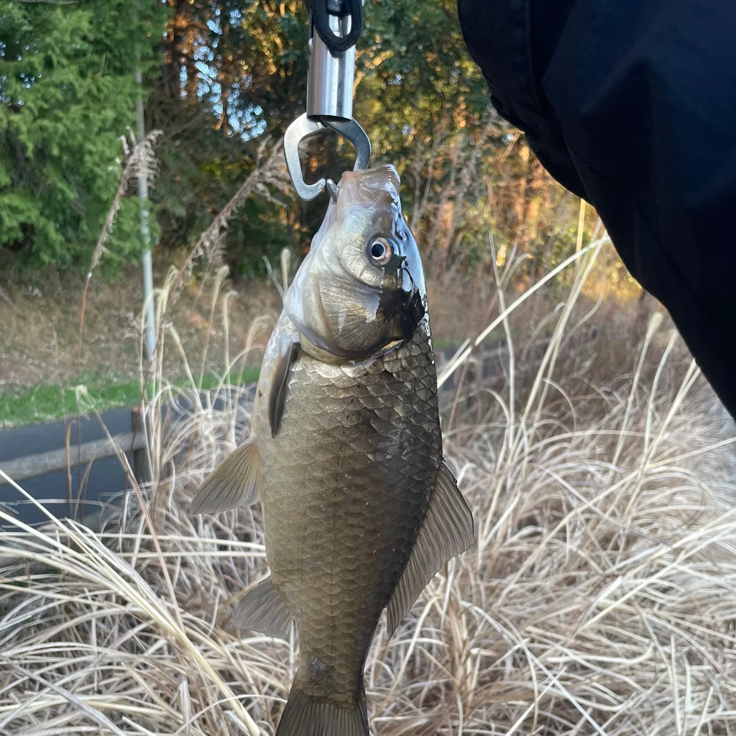 The most recent Japanese white crucian carp catches on Fishbrain
