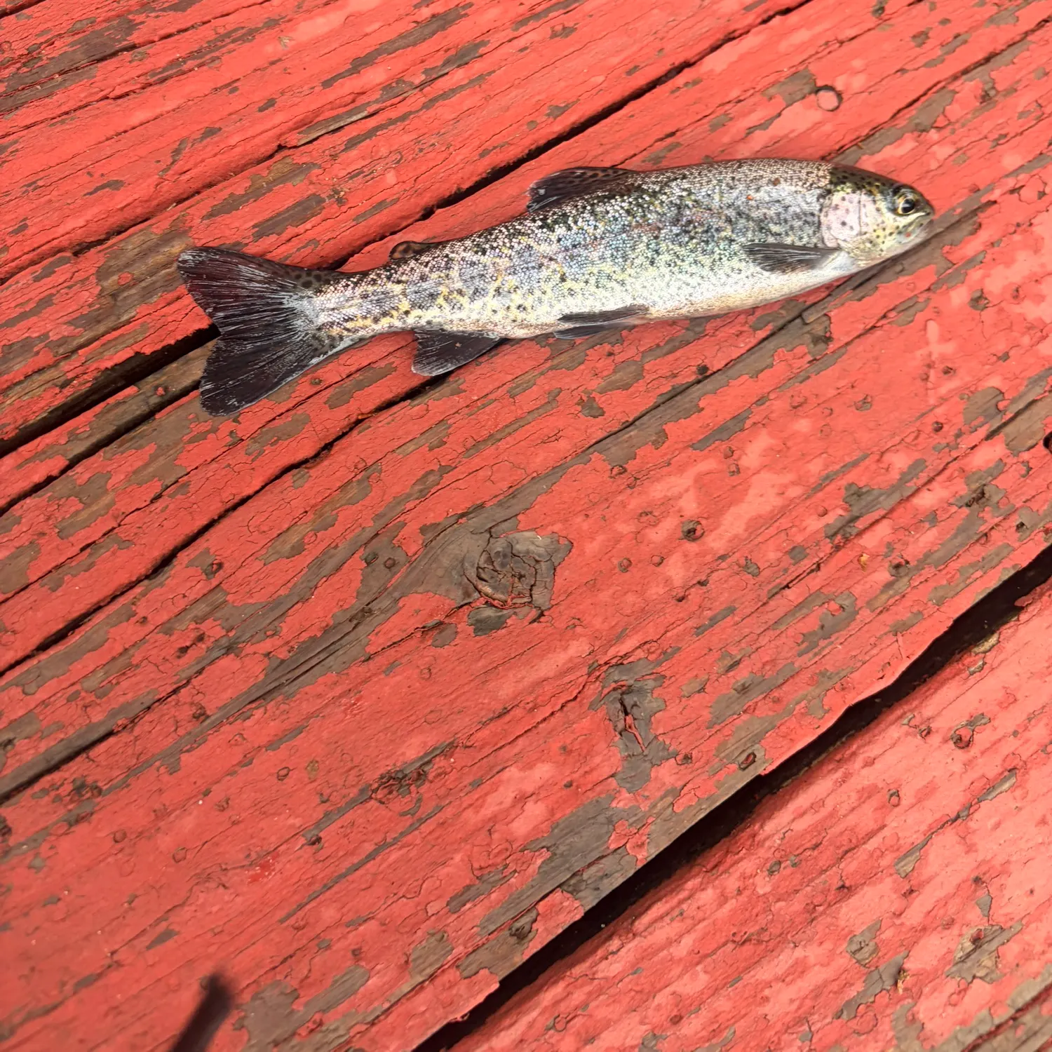 Rainbow trout caught on Fishbrain
