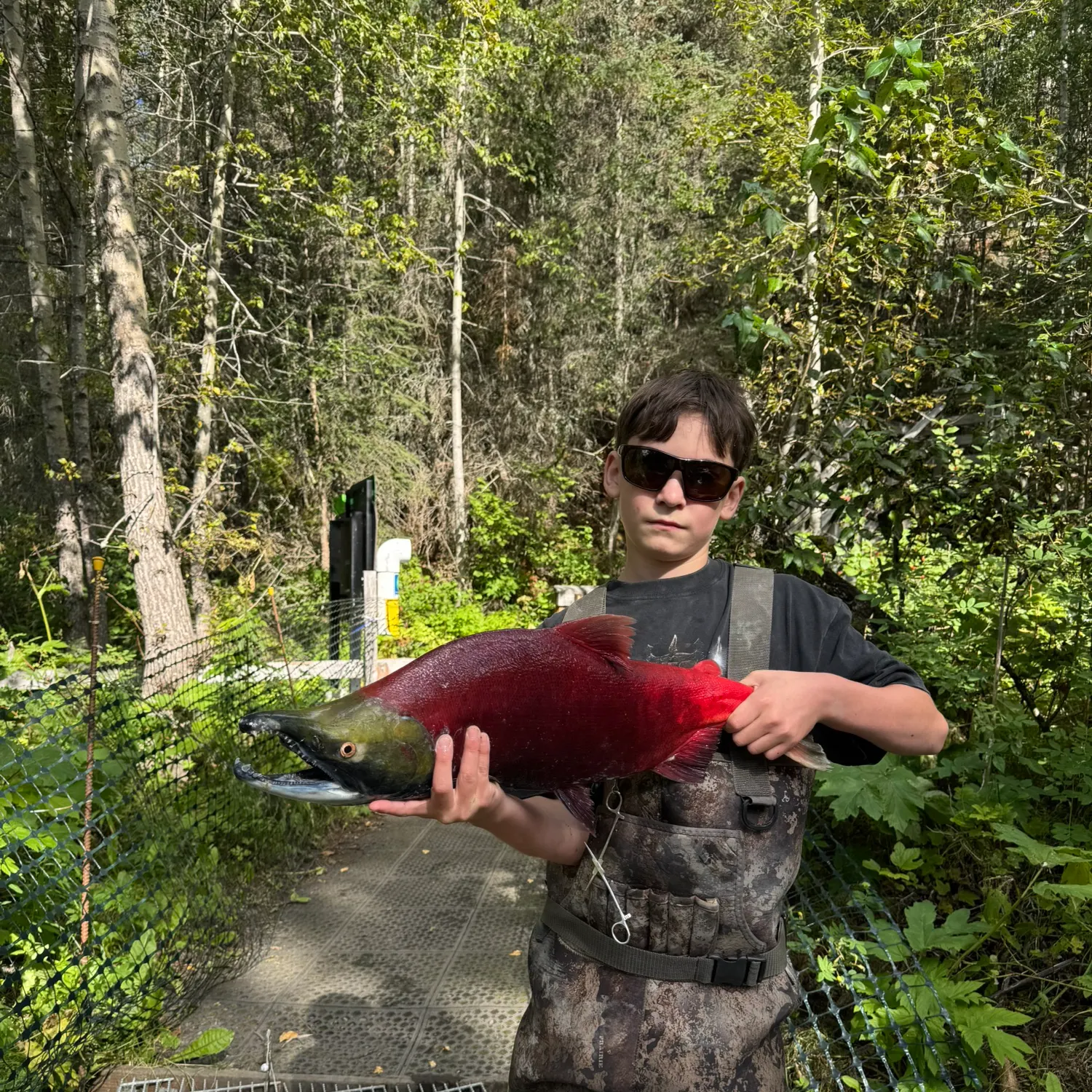 Sockeye salmon caught on Fishbrain