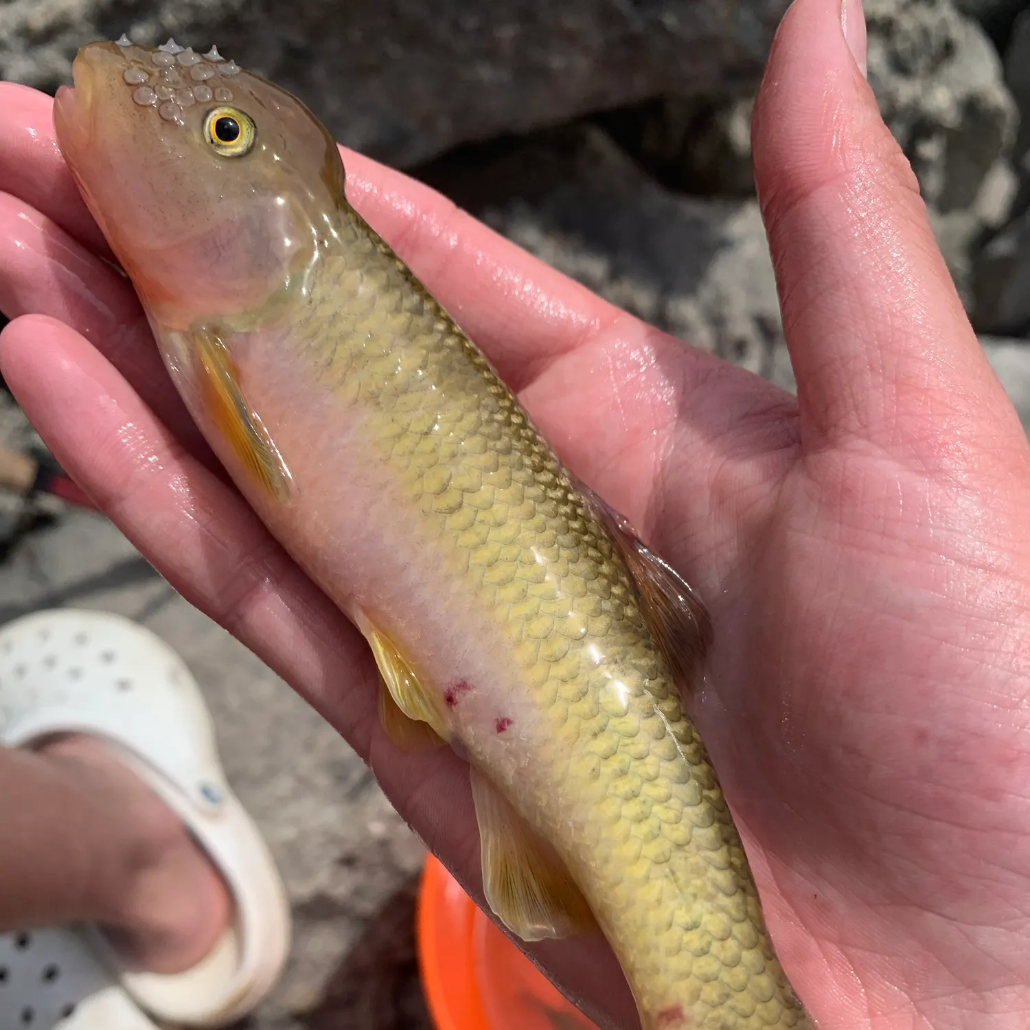 The most recent Hornyhead chub catches on Fishbrain