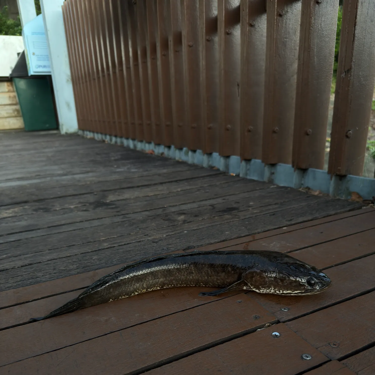 The most recent Indonesian snakehead catches on Fishbrain