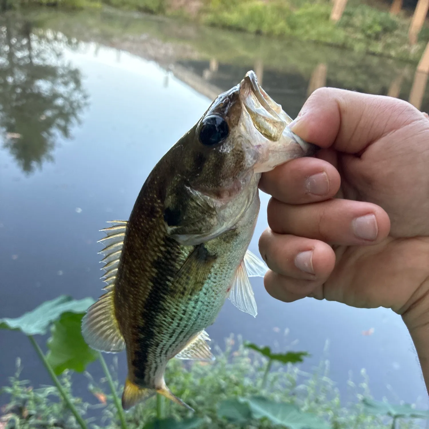 Spotted bass caught on Fishbrain