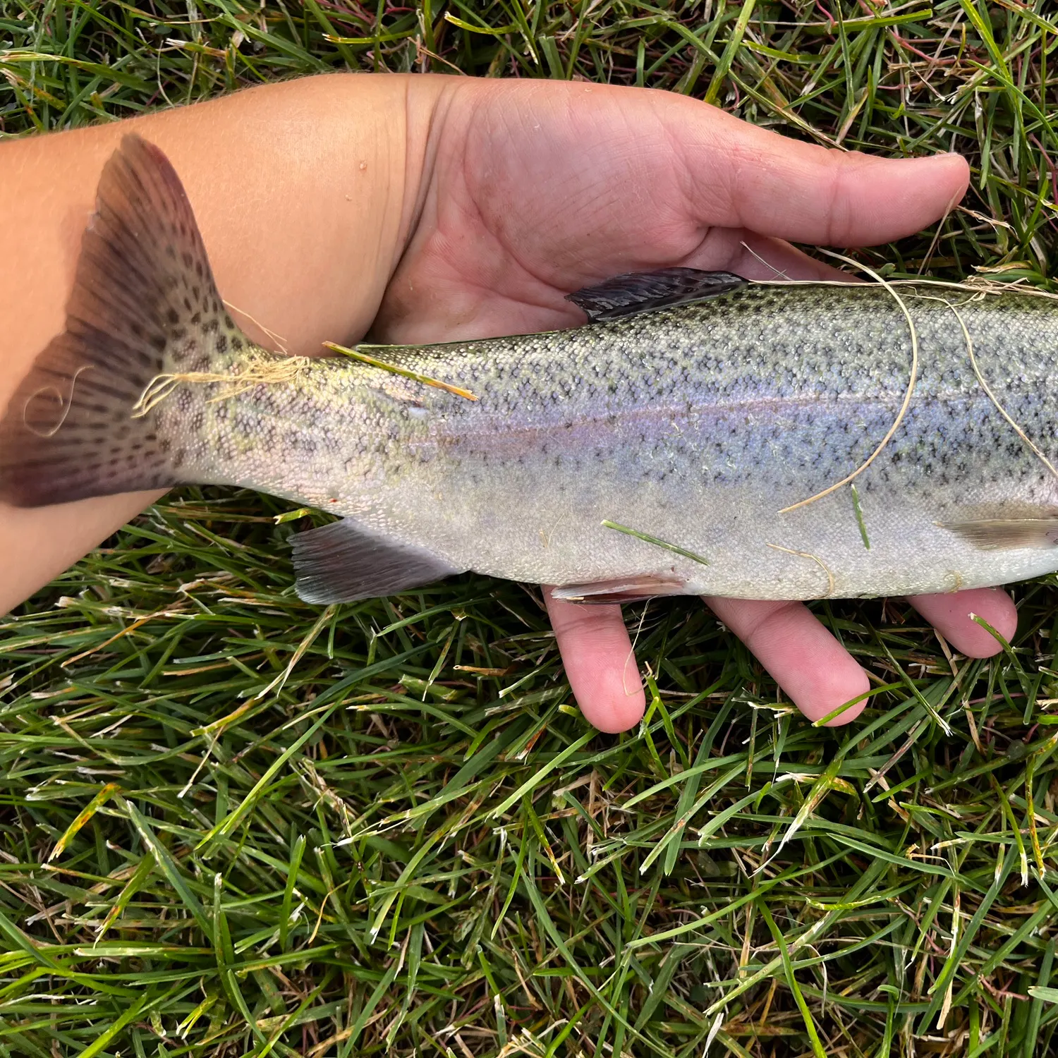 Rainbow trout caught on Fishbrain