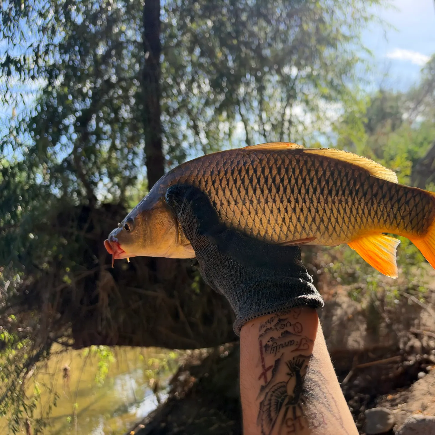 Common carp caught on Fishbrain