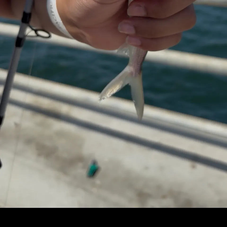 The most recent Cortez bonefish catches on Fishbrain