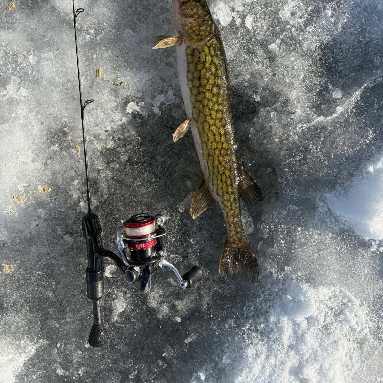 The most recent Chain pickerel catches on Fishbrain