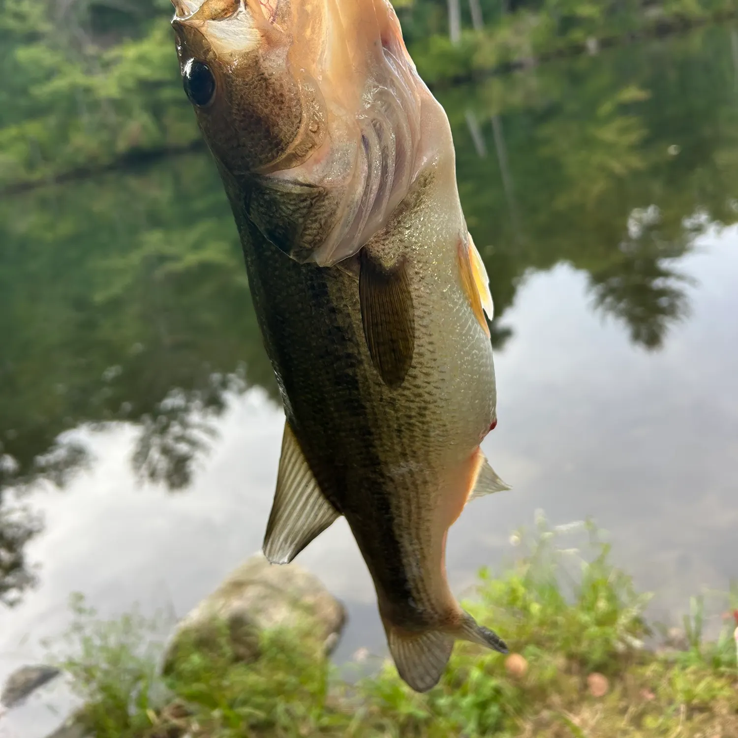 Largemouth bass caught on Fishbrain