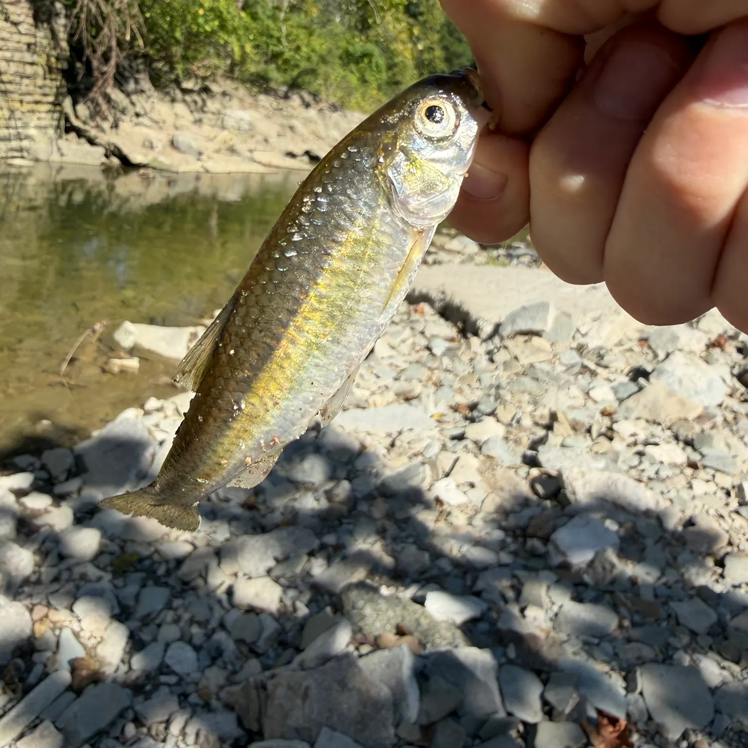 Striped shiner caught on Fishbrain