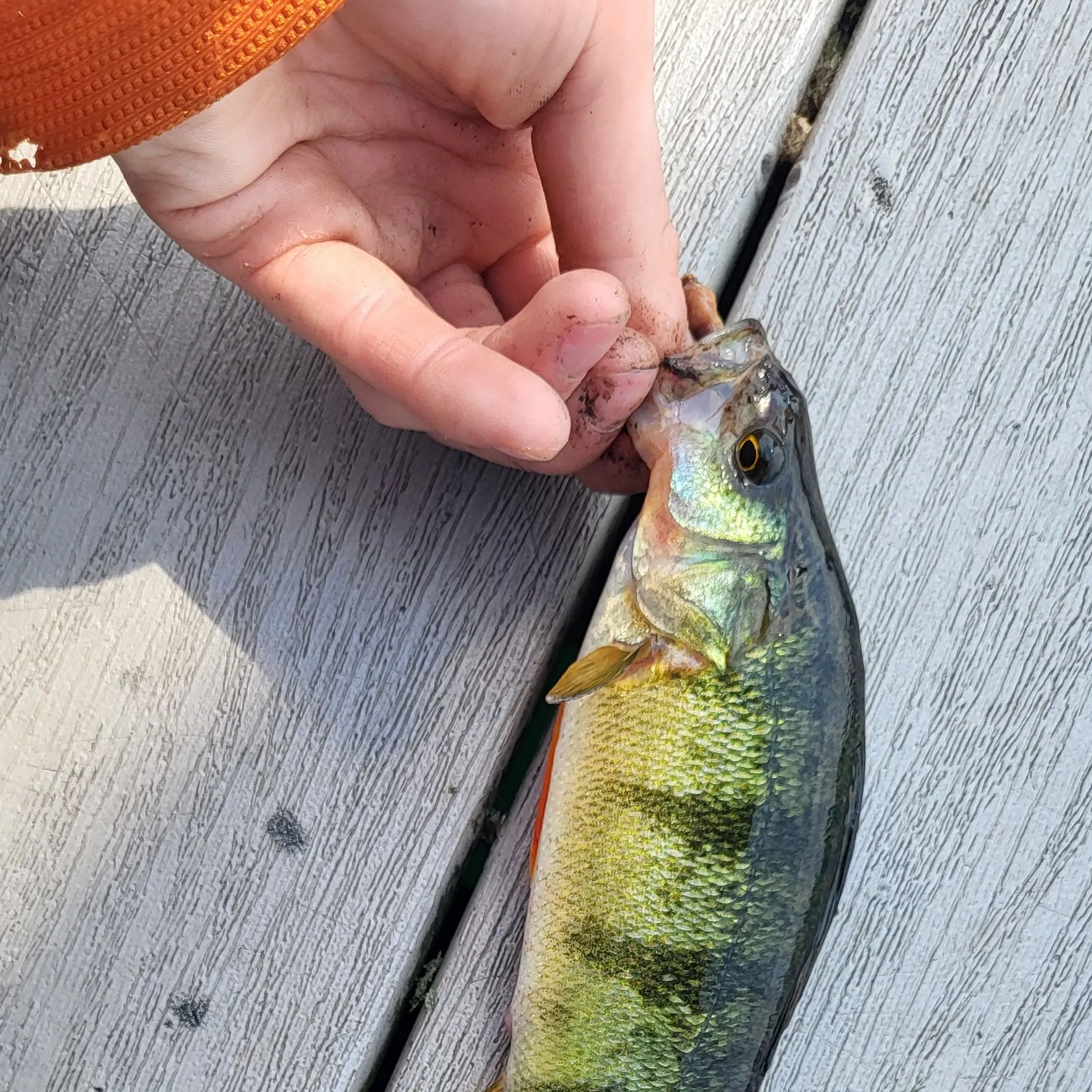 catch