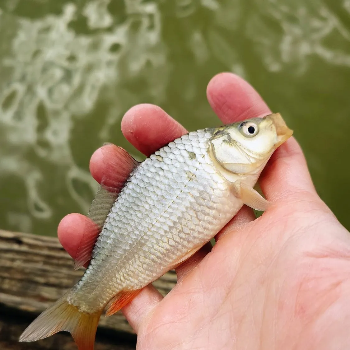 Common carp caught on Fishbrain