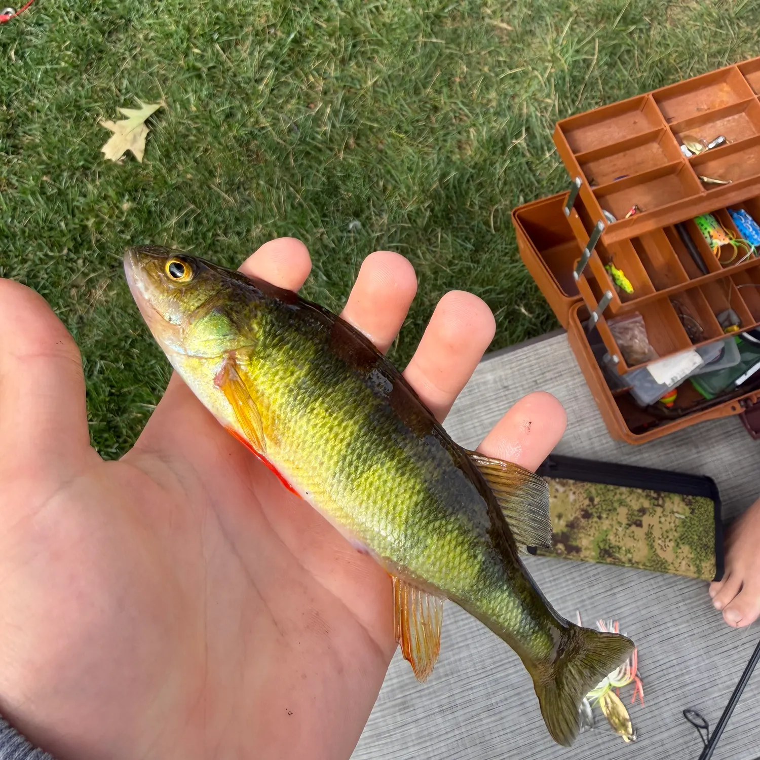 Yellow perch caught on Fishbrain