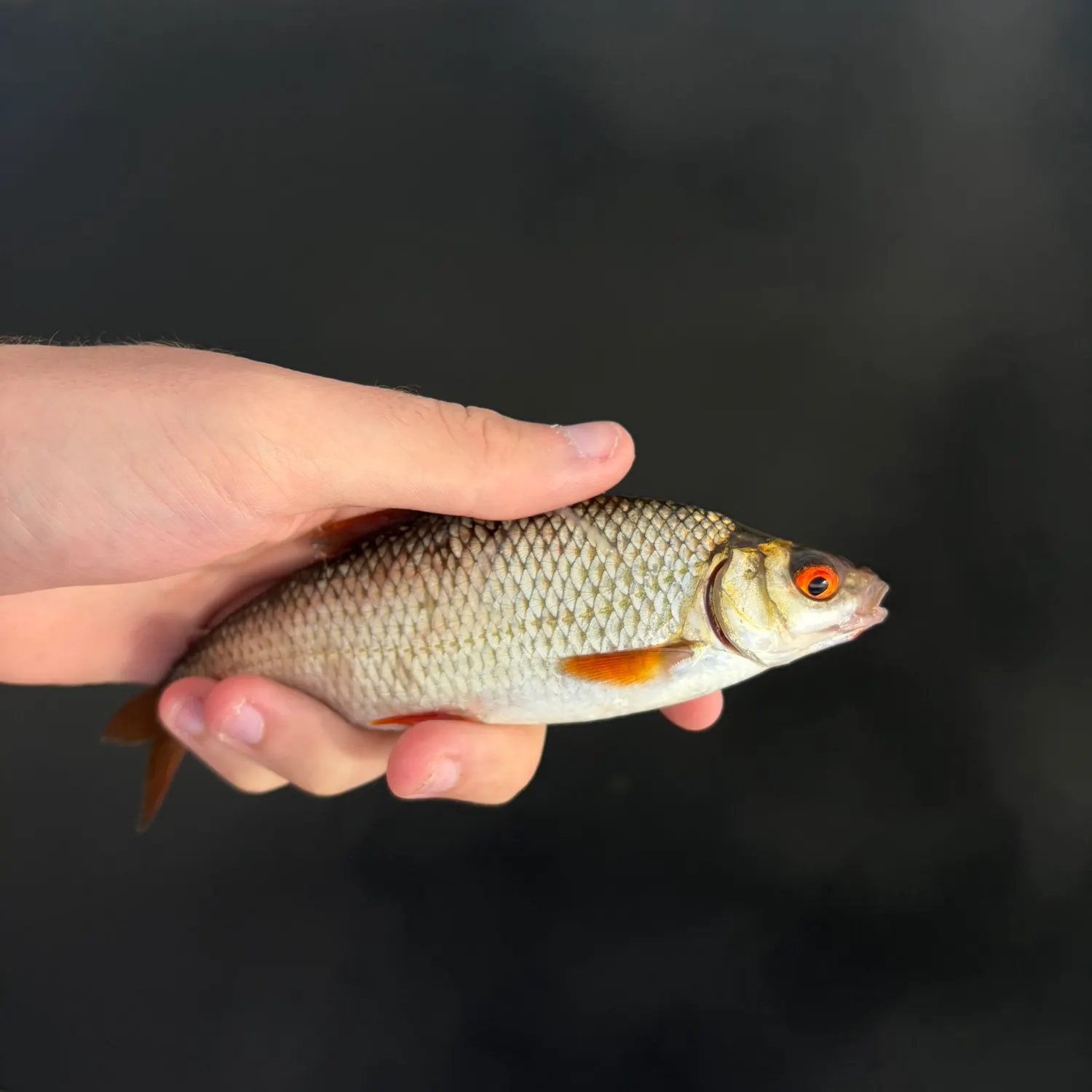 Common roach caught on Fishbrain