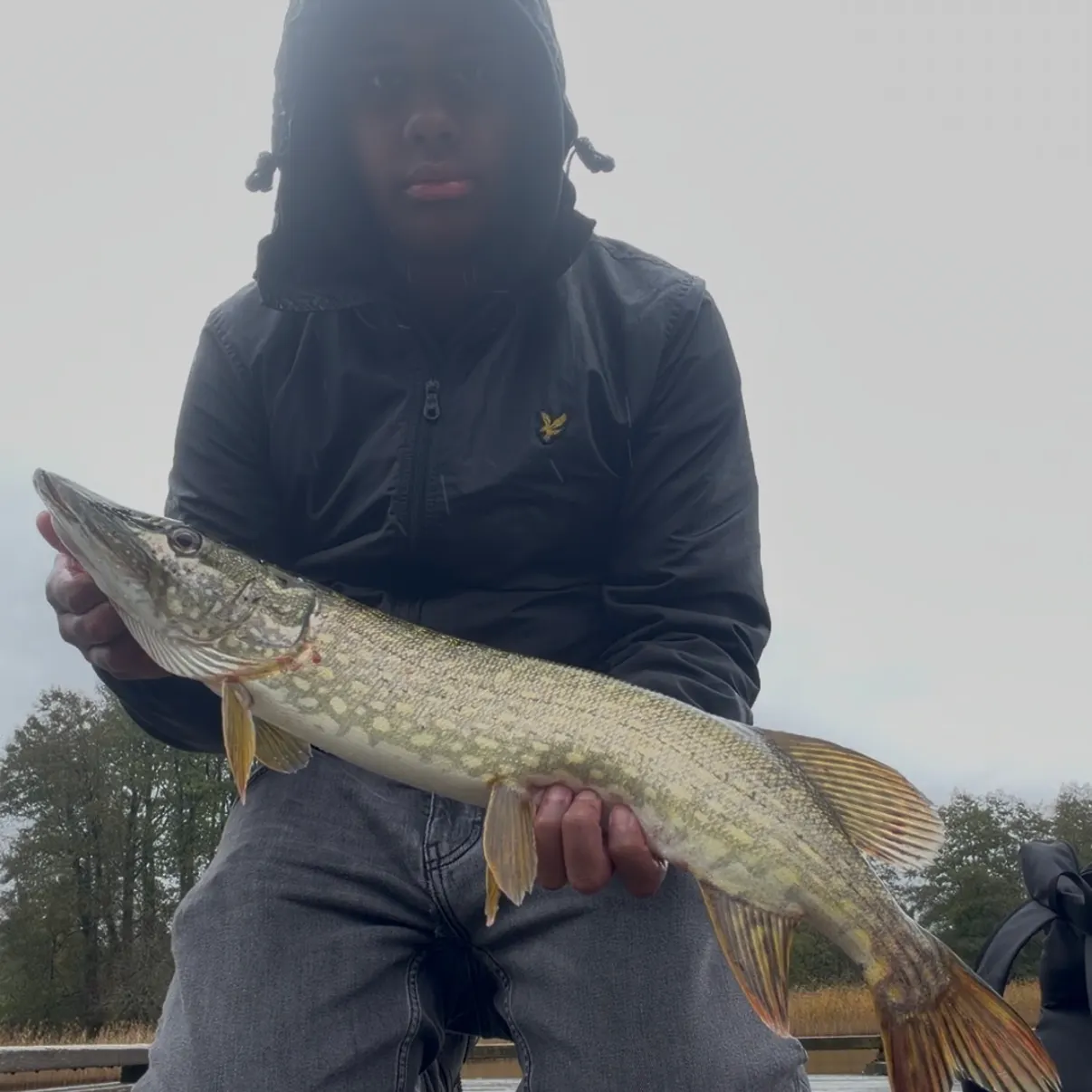 Northern pike caught on Fishbrain