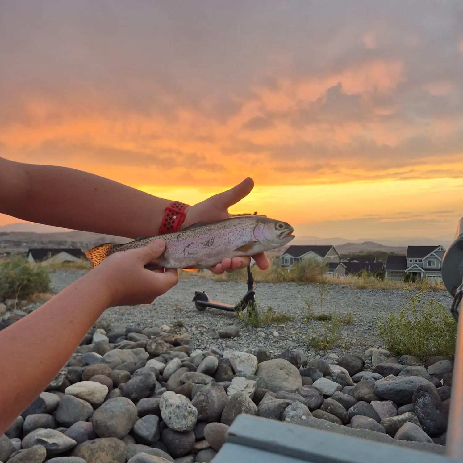 Rainbow trout caught on Fishbrain