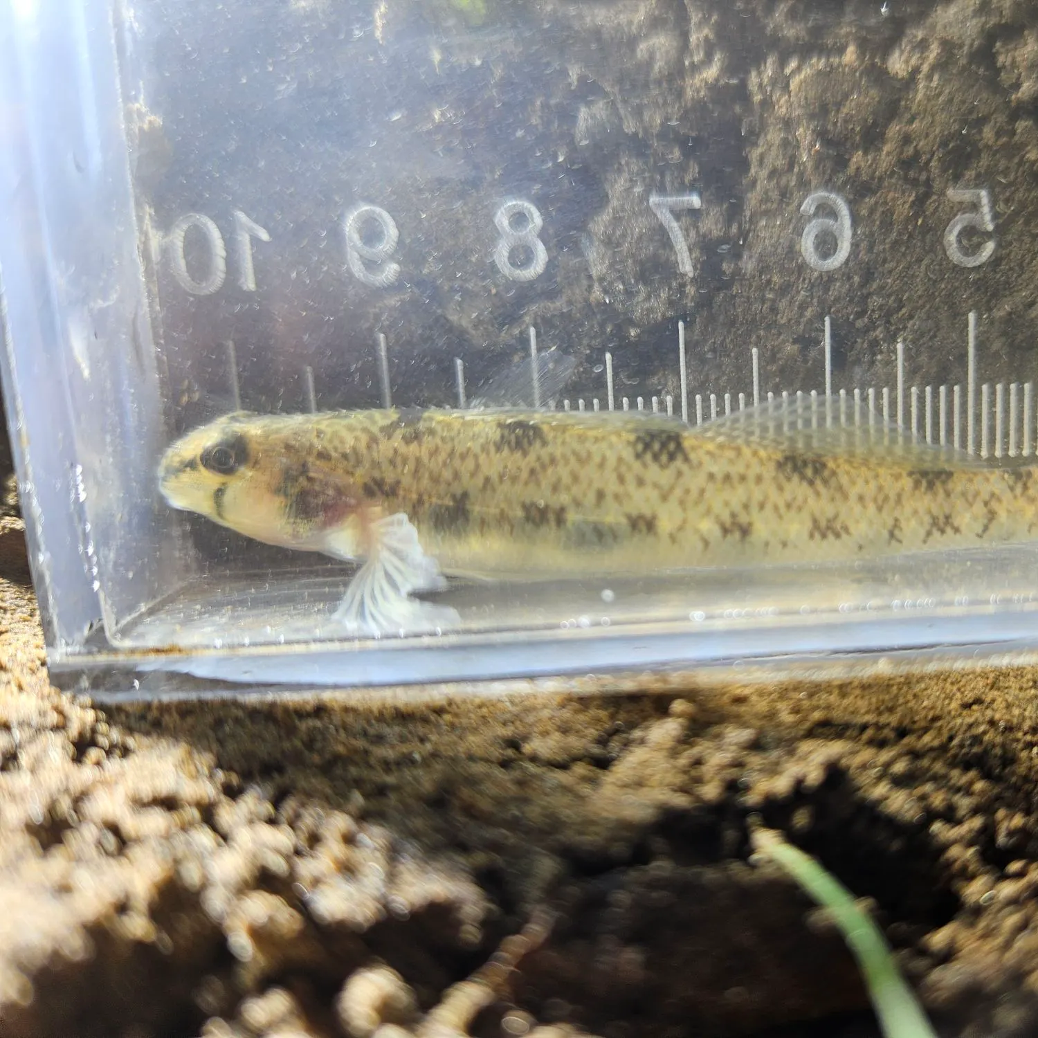 The most recent Northern tessellated darter catches on Fishbrain