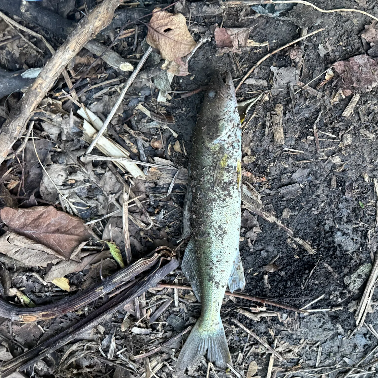 Walleye caught on Fishbrain