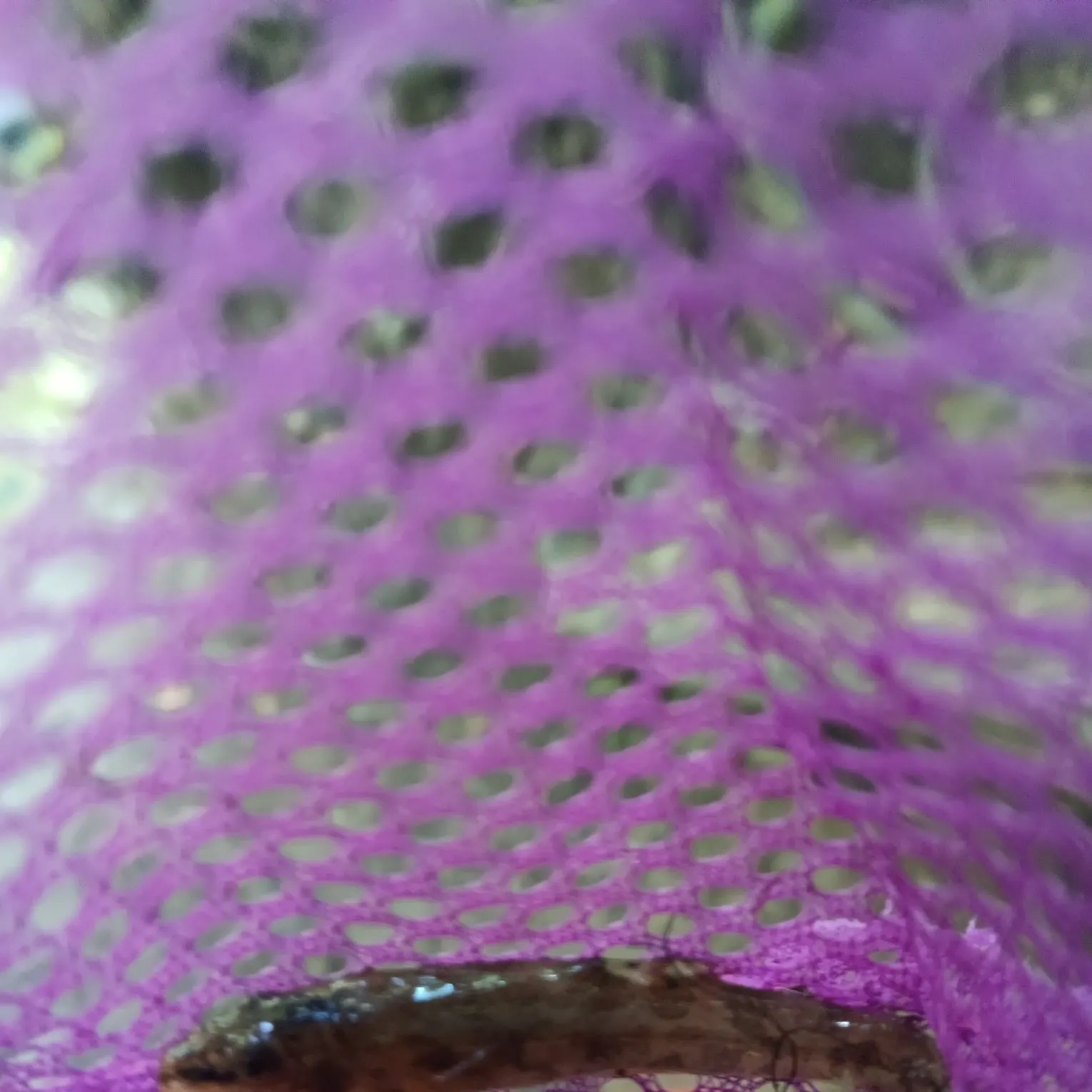 The most recent Stone loach catches on Fishbrain