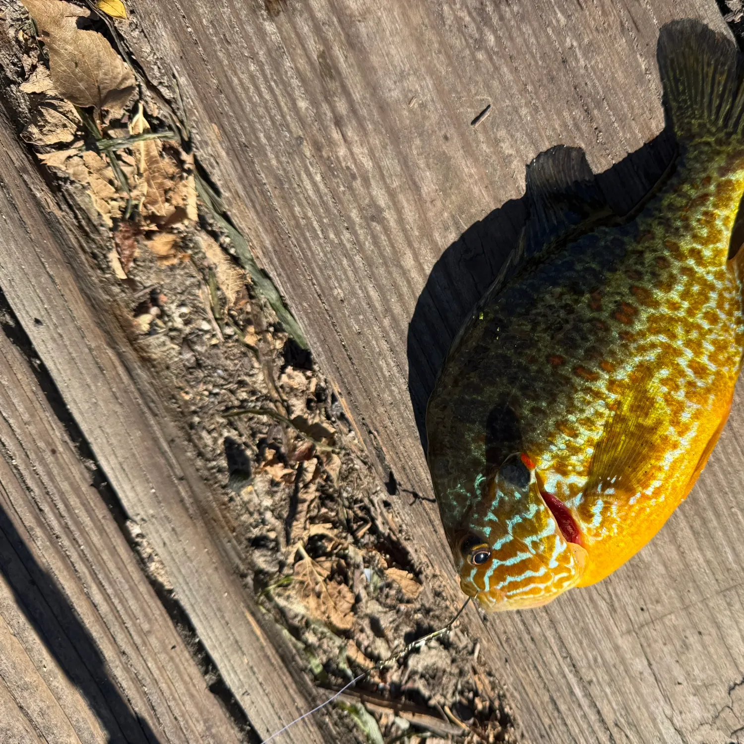 catch