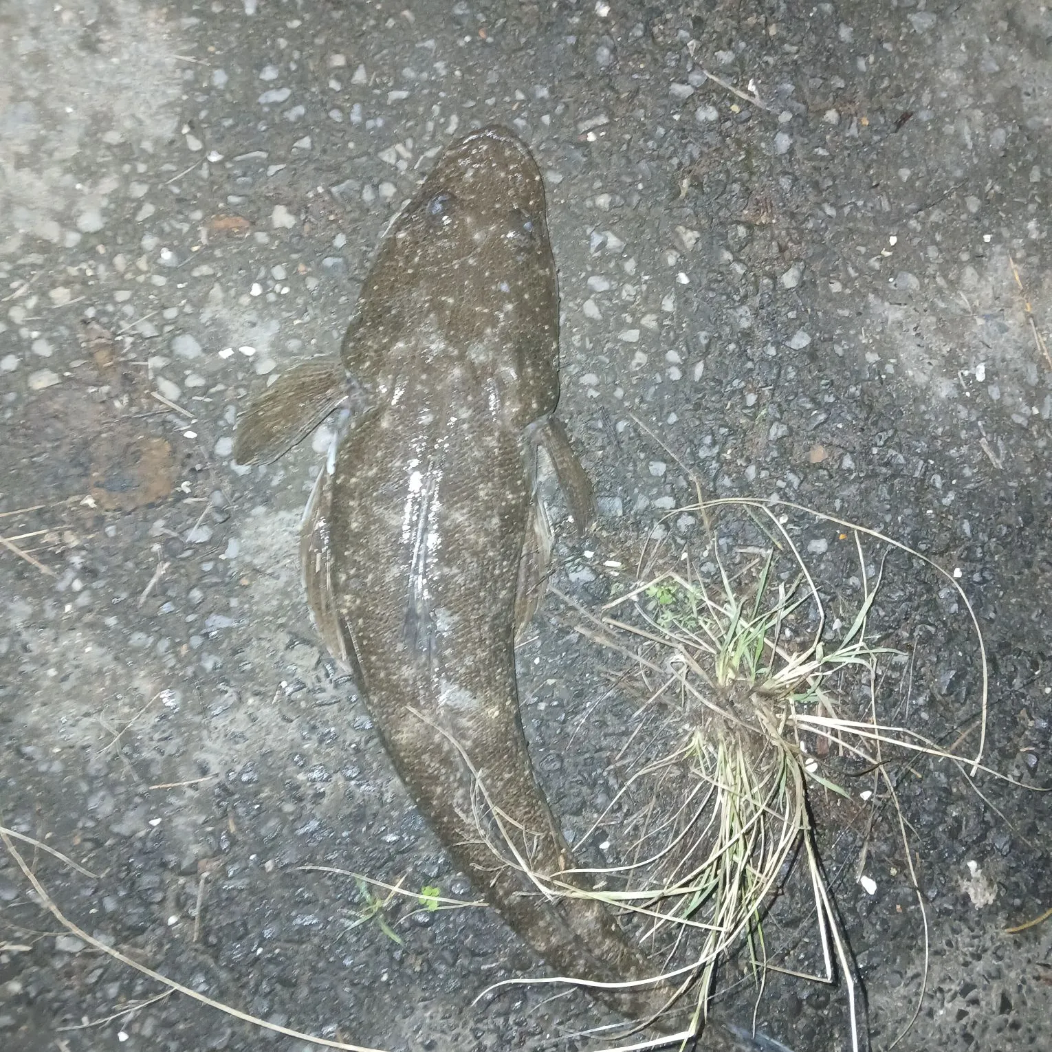 The most recent Dusky flathead catches on Fishbrain