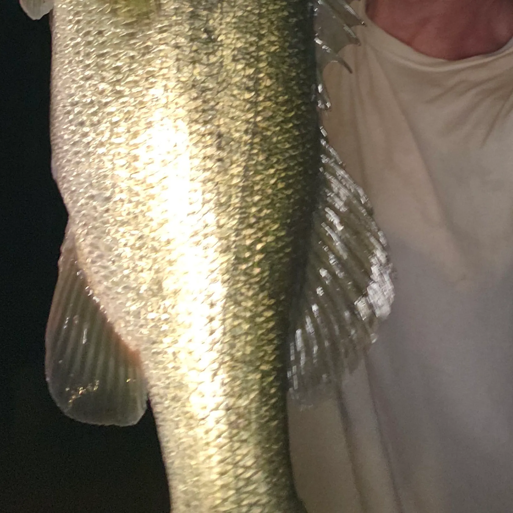 Largemouth bass caught on Fishbrain