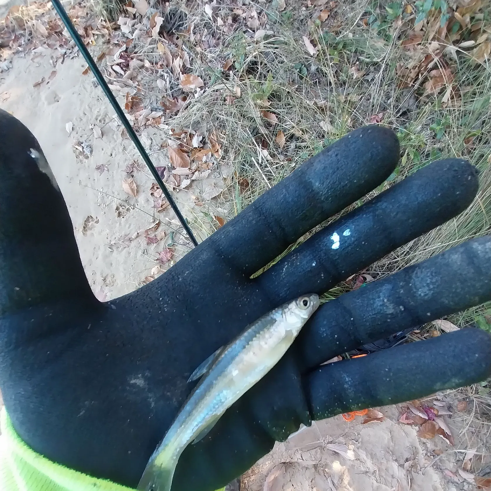 The most recent Silverjaw minnow catches on Fishbrain