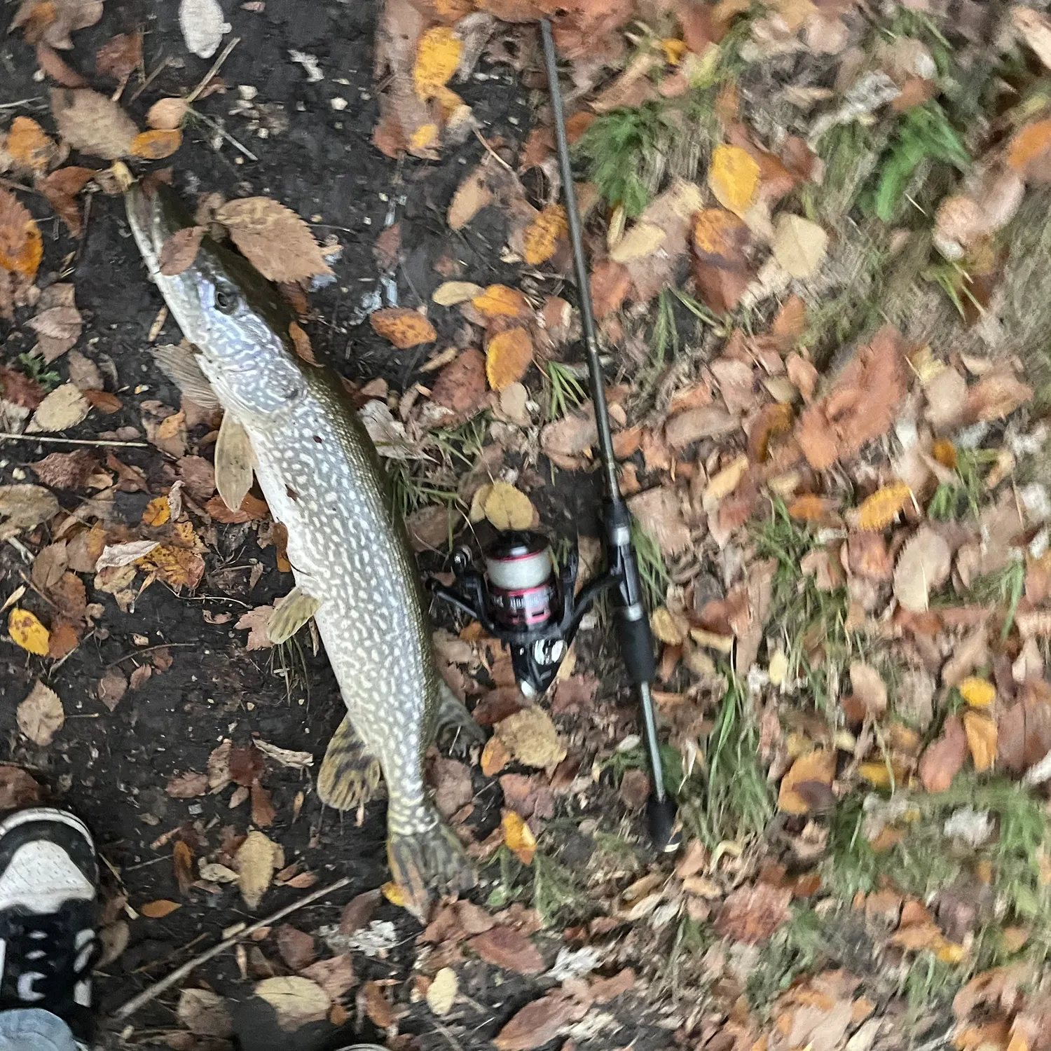 Northern pike caught on Fishbrain