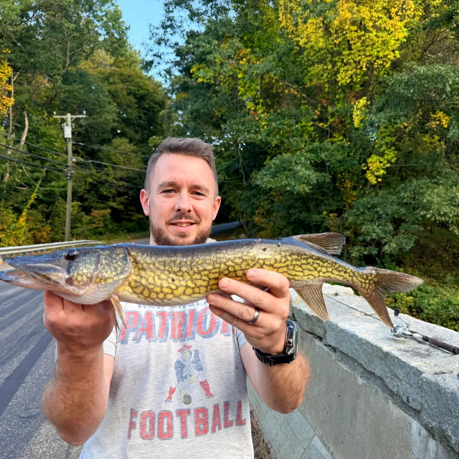Chain pickerel caught on Fishbrain