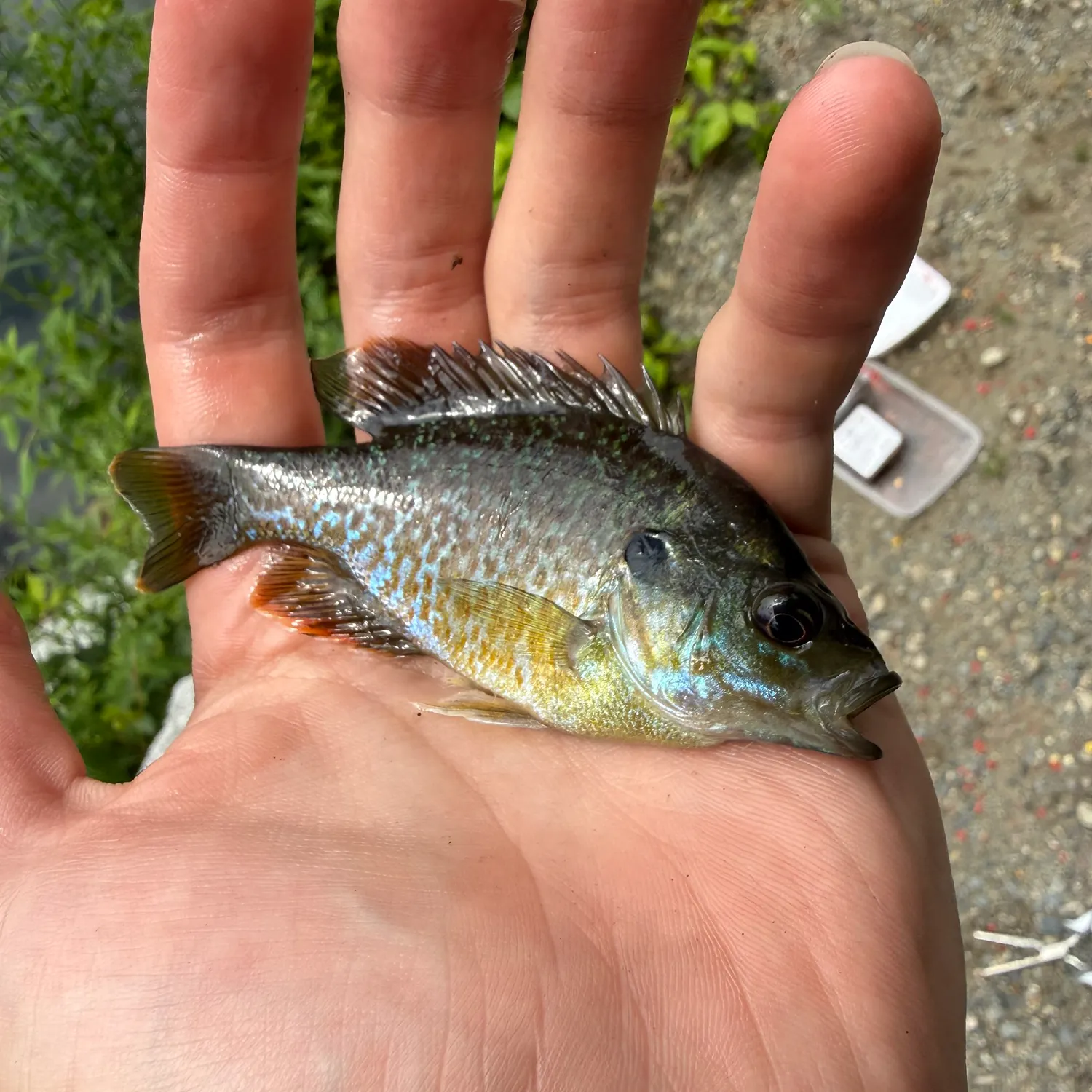 catch