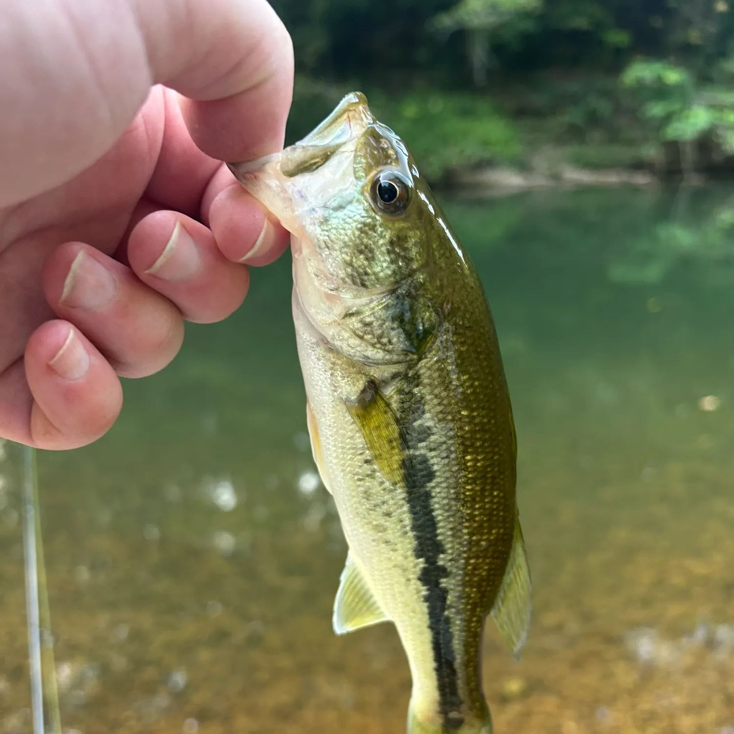 Largemouth bass caught on Fishbrain