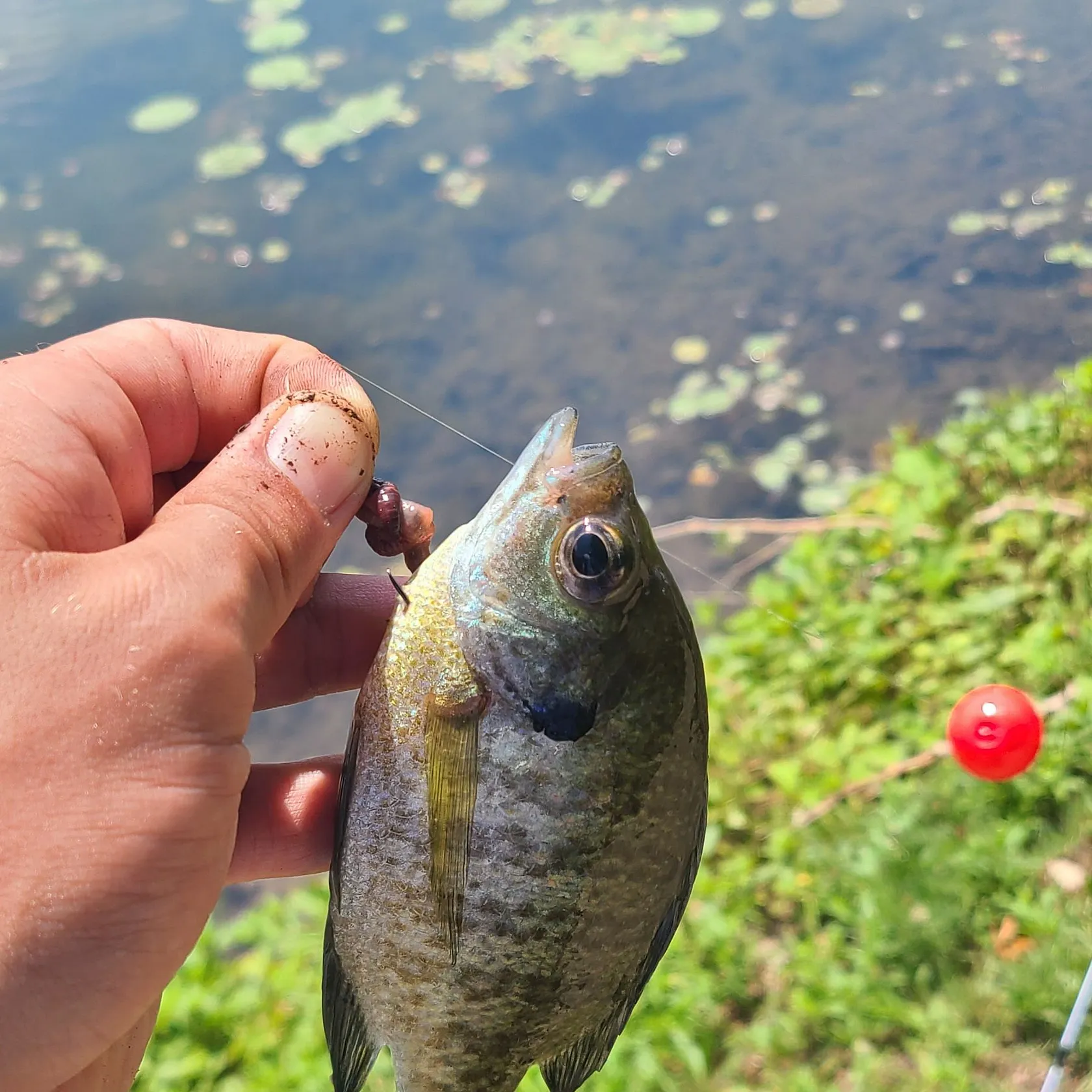 angler catch