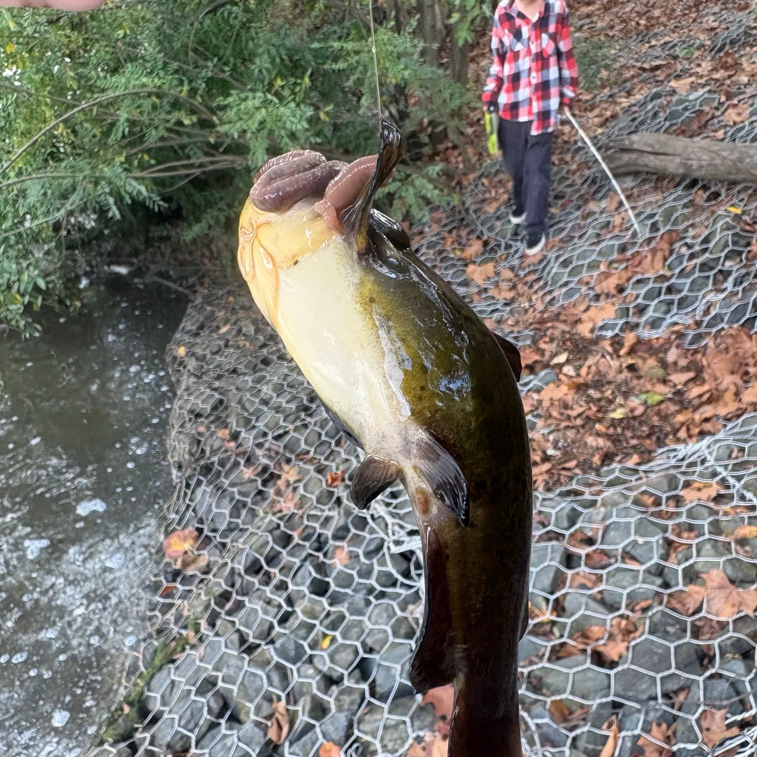 The most recent Brown bullhead catches on Fishbrain