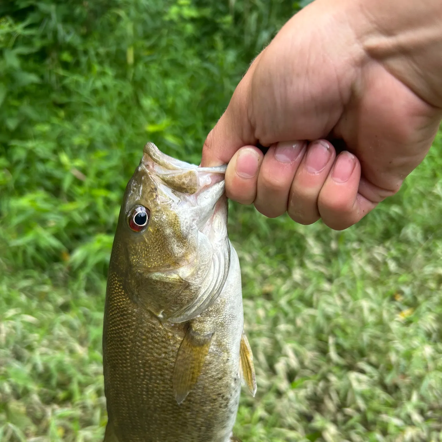 Smallmouth bass caught on Fishbrain