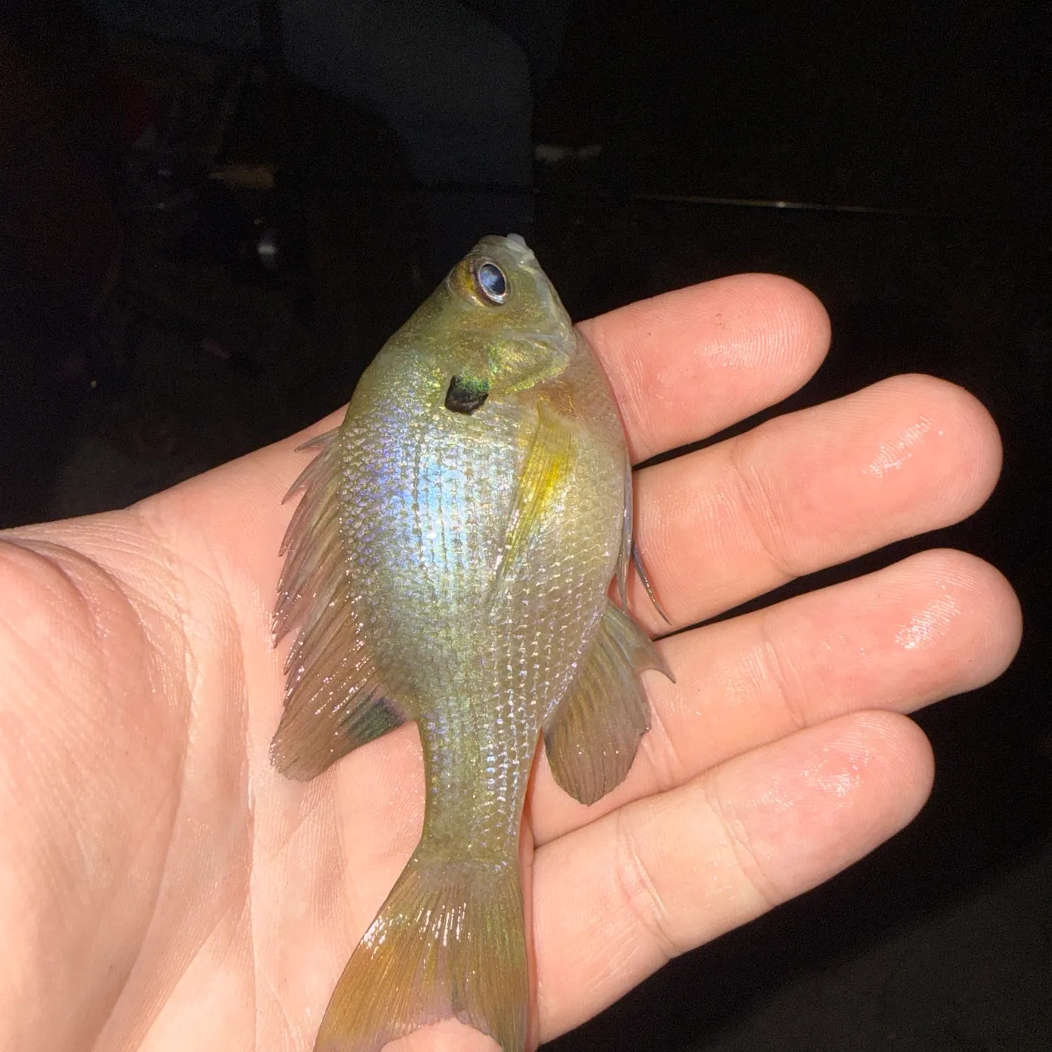 Green sunfish caught on Fishbrain
