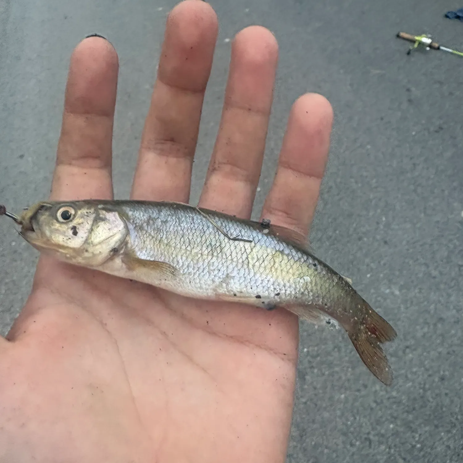 Fish caught on Fishbrain