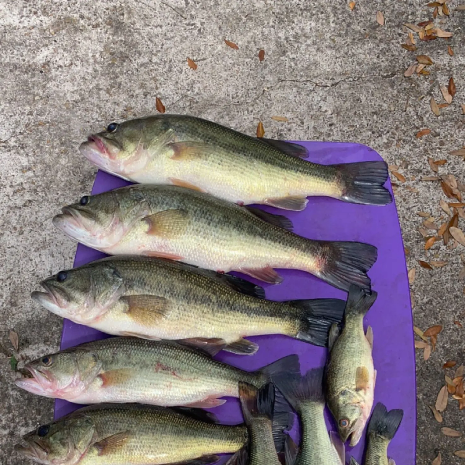 recently logged catches
