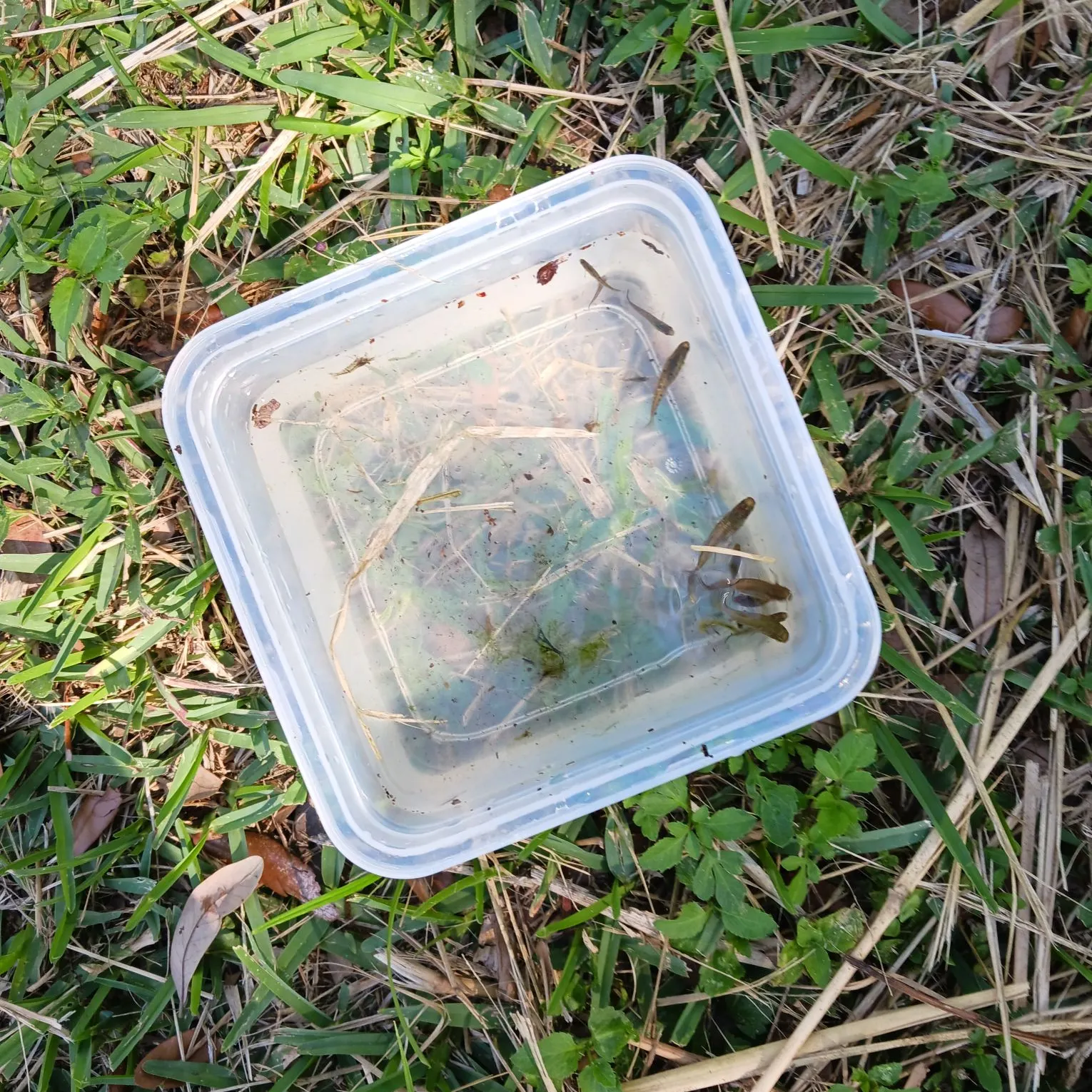 The most recent Guppy catches on Fishbrain