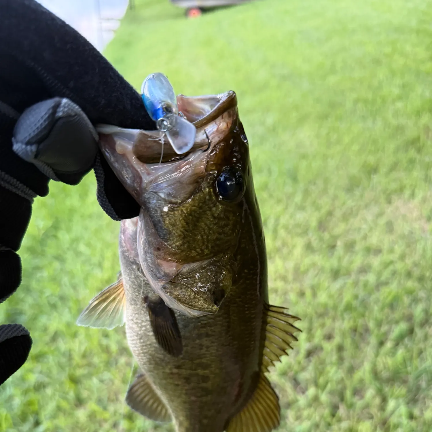 Florida bass caught on Fishbrain