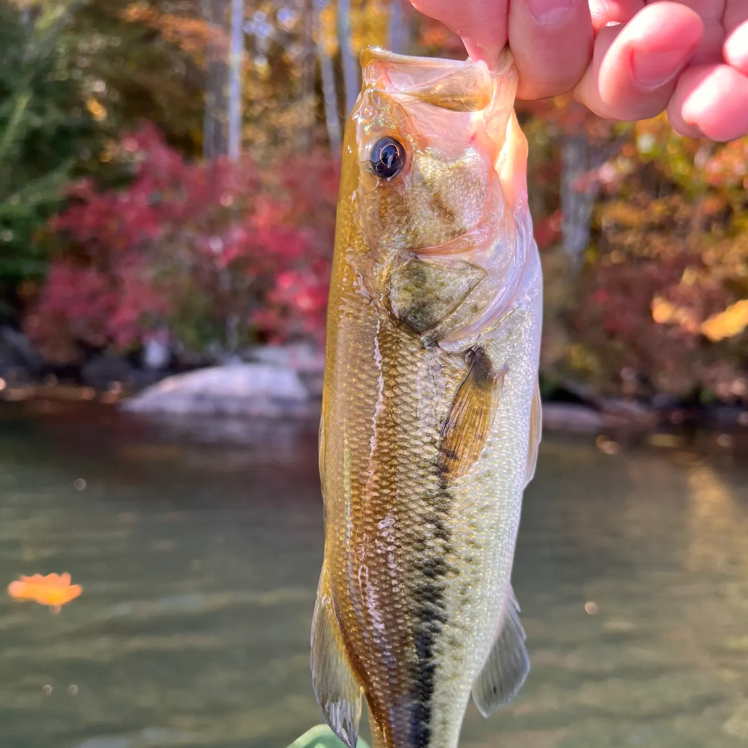 Largemouth bass caught on Fishbrain