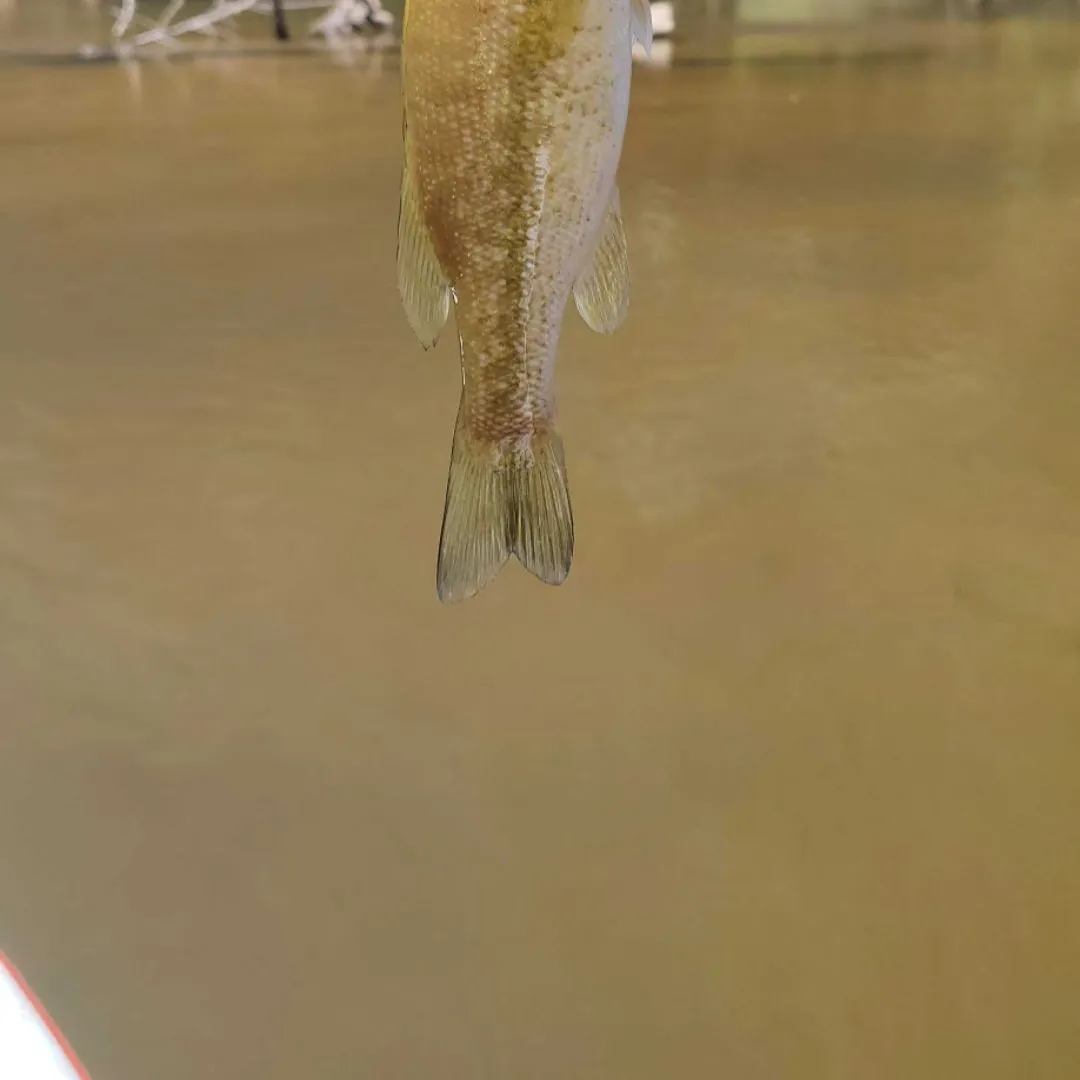 The most recent Meanmouth bass catches on Fishbrain