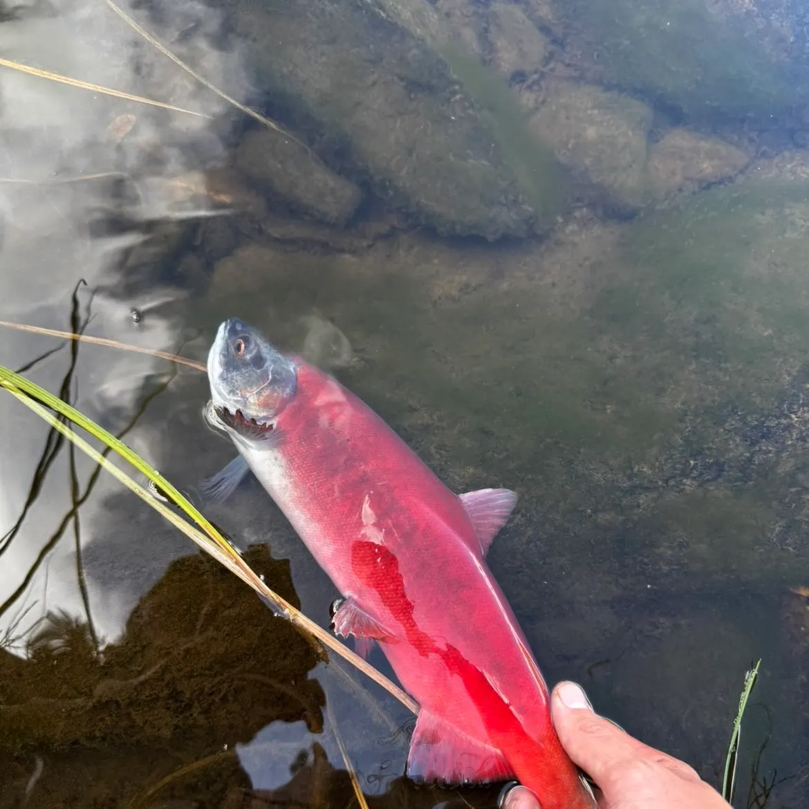 Kokanee salmon caught on Fishbrain
