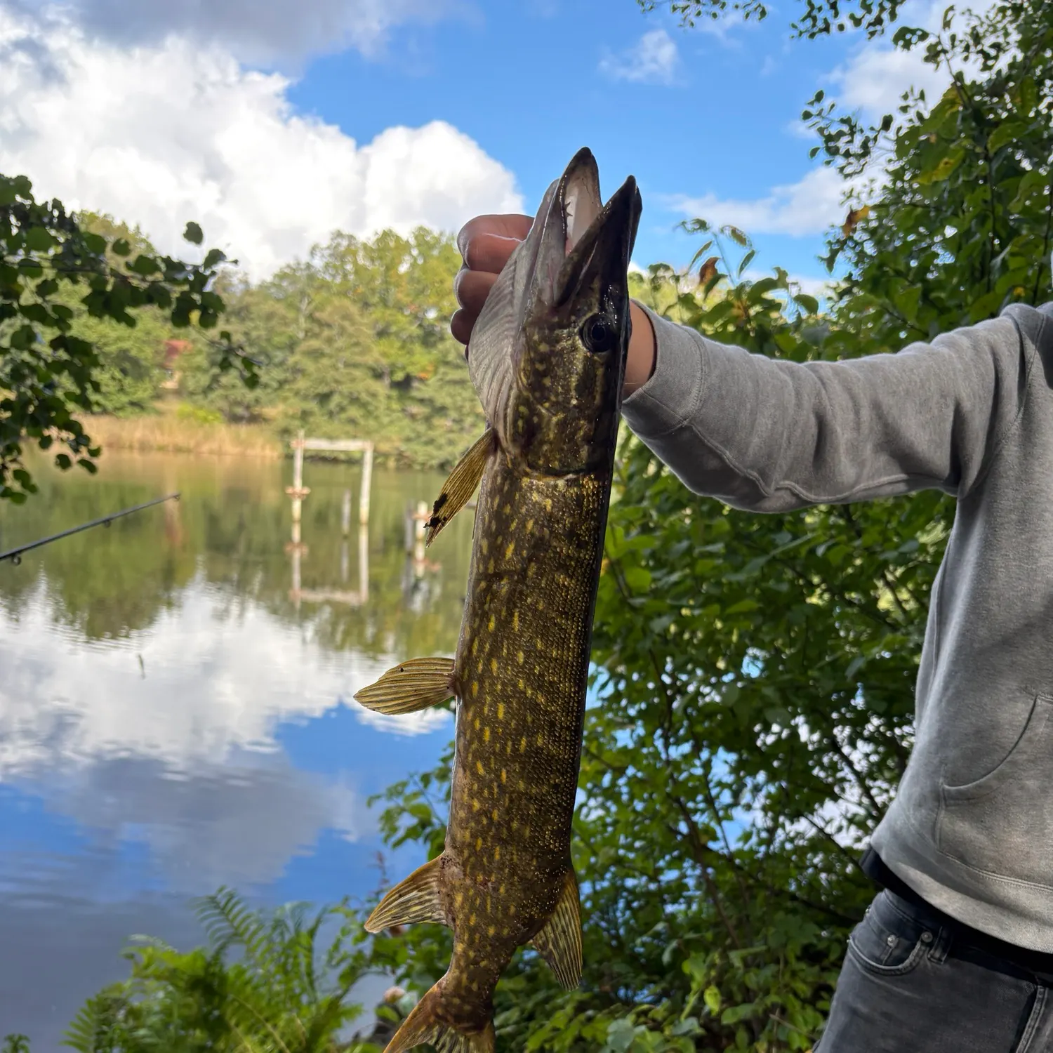 Northern pike caught on Fishbrain