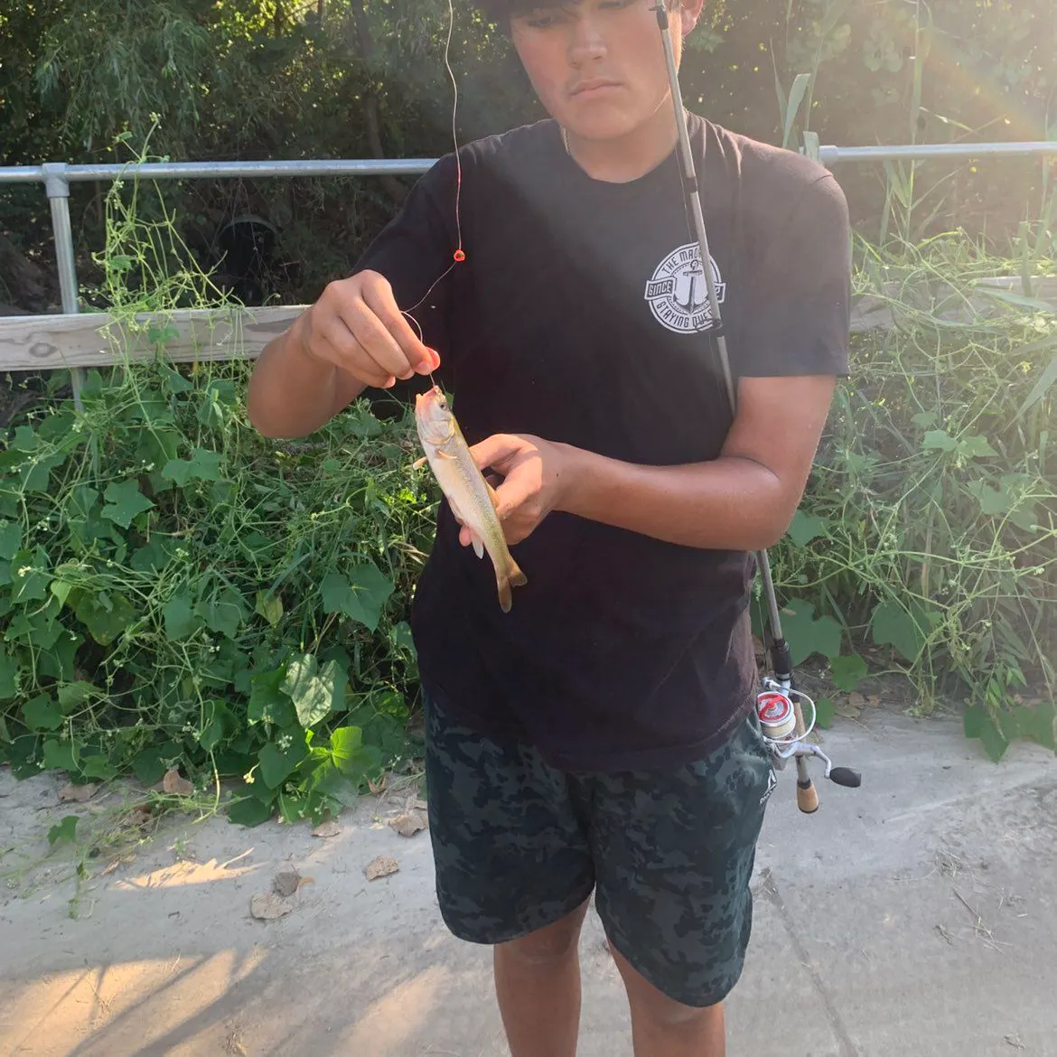 Creek chub caught on Fishbrain